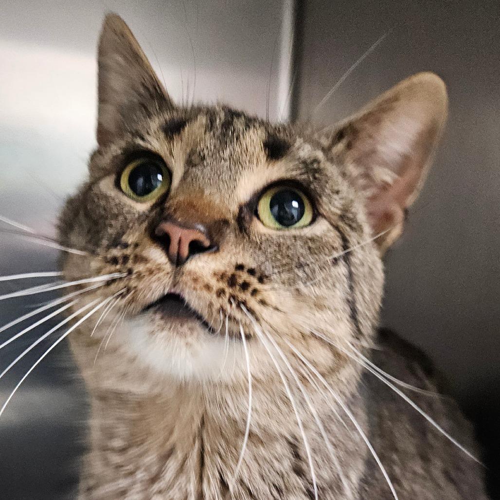 Jasper, Adoptable, Young Male Domestic Short Hair.