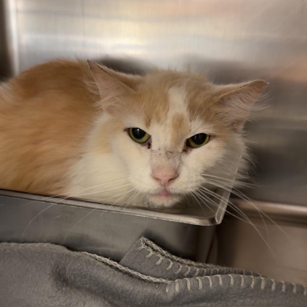 Enlarge Vontella, a Adoptable Domestic Medium Hair in Henderson, KY image 1/2