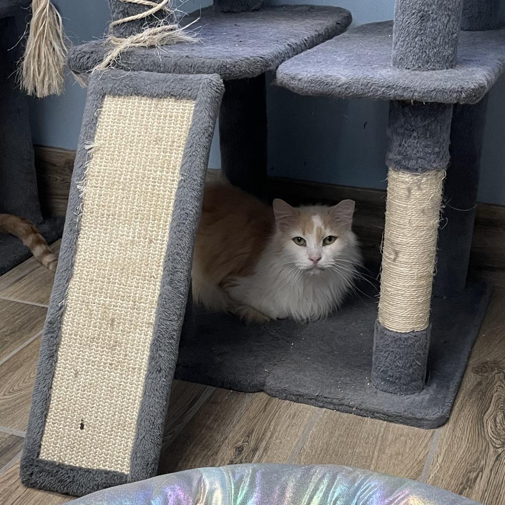 Enlarge Vontella, a Adoptable Domestic Medium Hair in Henderson, KY image 2/2