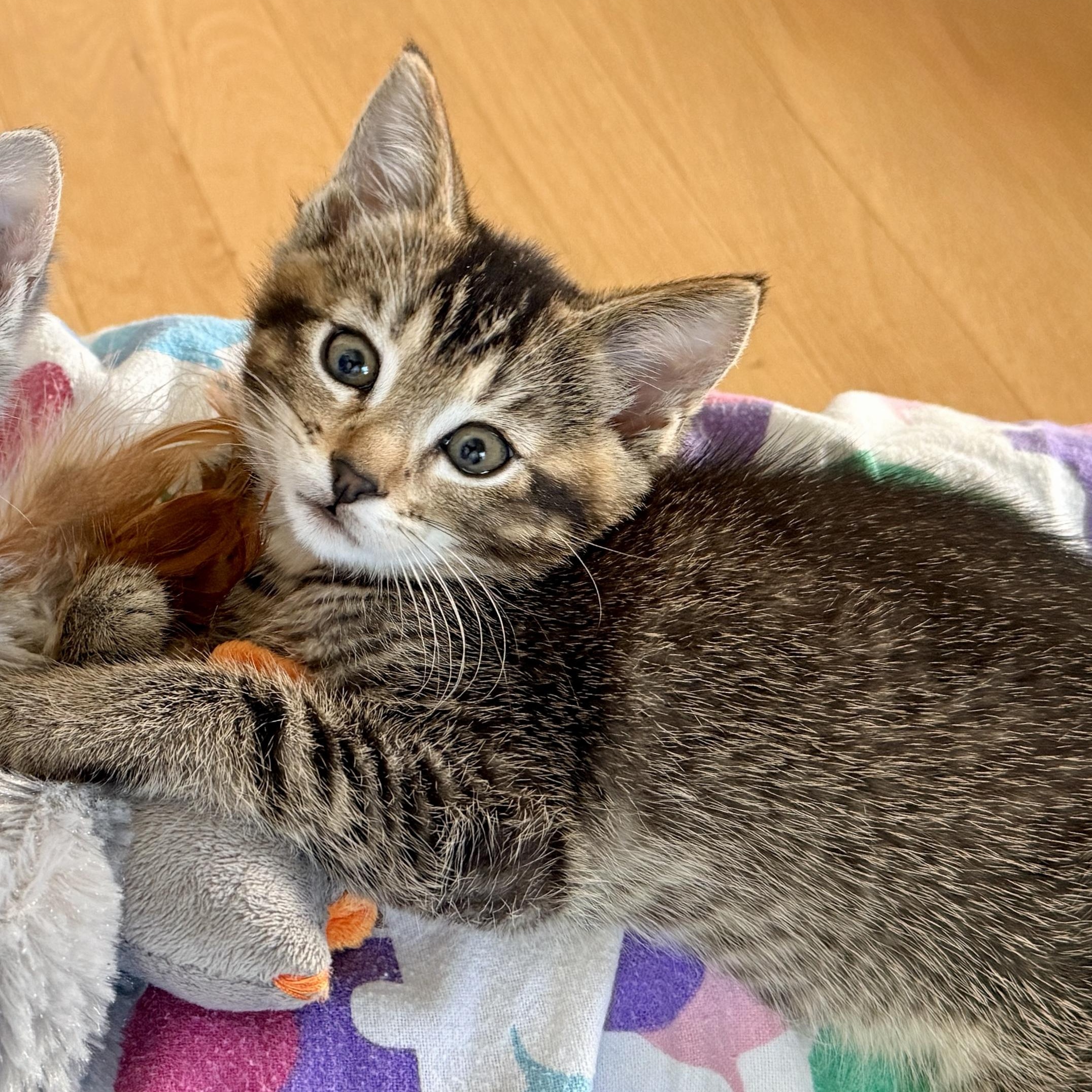 Enlarge Toby, an adopted Domestic Short Hair in Portland, OR image 5/6