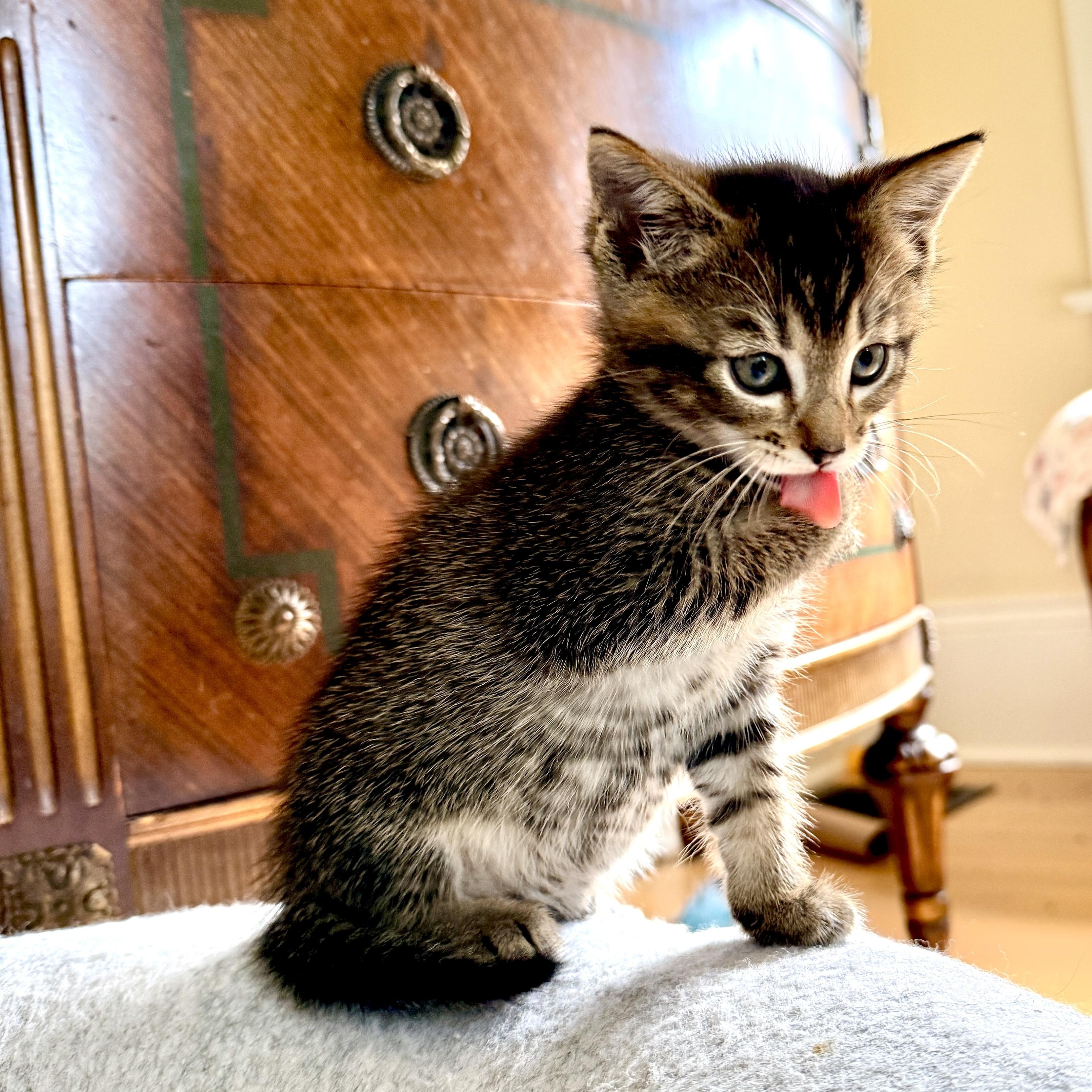 Enlarge Toby, an adopted Domestic Short Hair in Portland, OR image 3/6