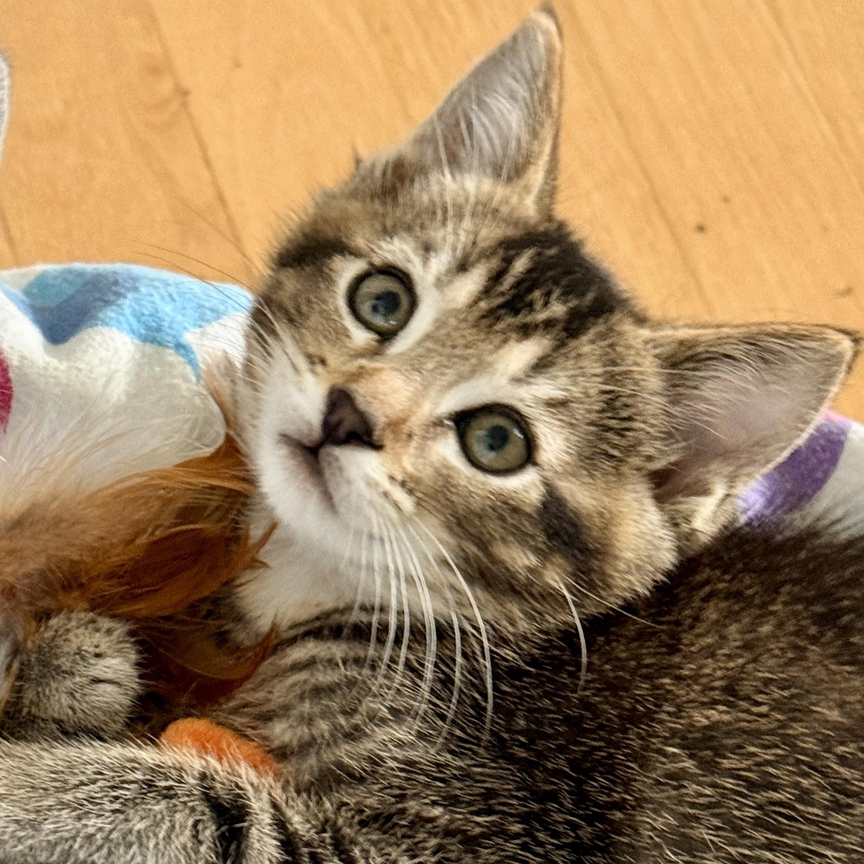 Enlarge Toby, an adopted Domestic Short Hair in Portland, OR image 4/6