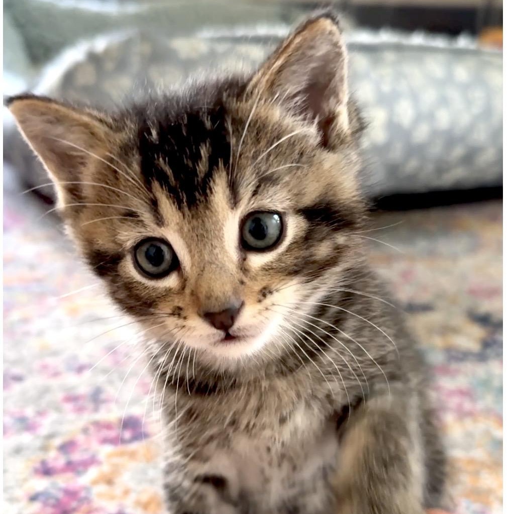 Toby, adopted, Kitten Male Domestic Short Hair.