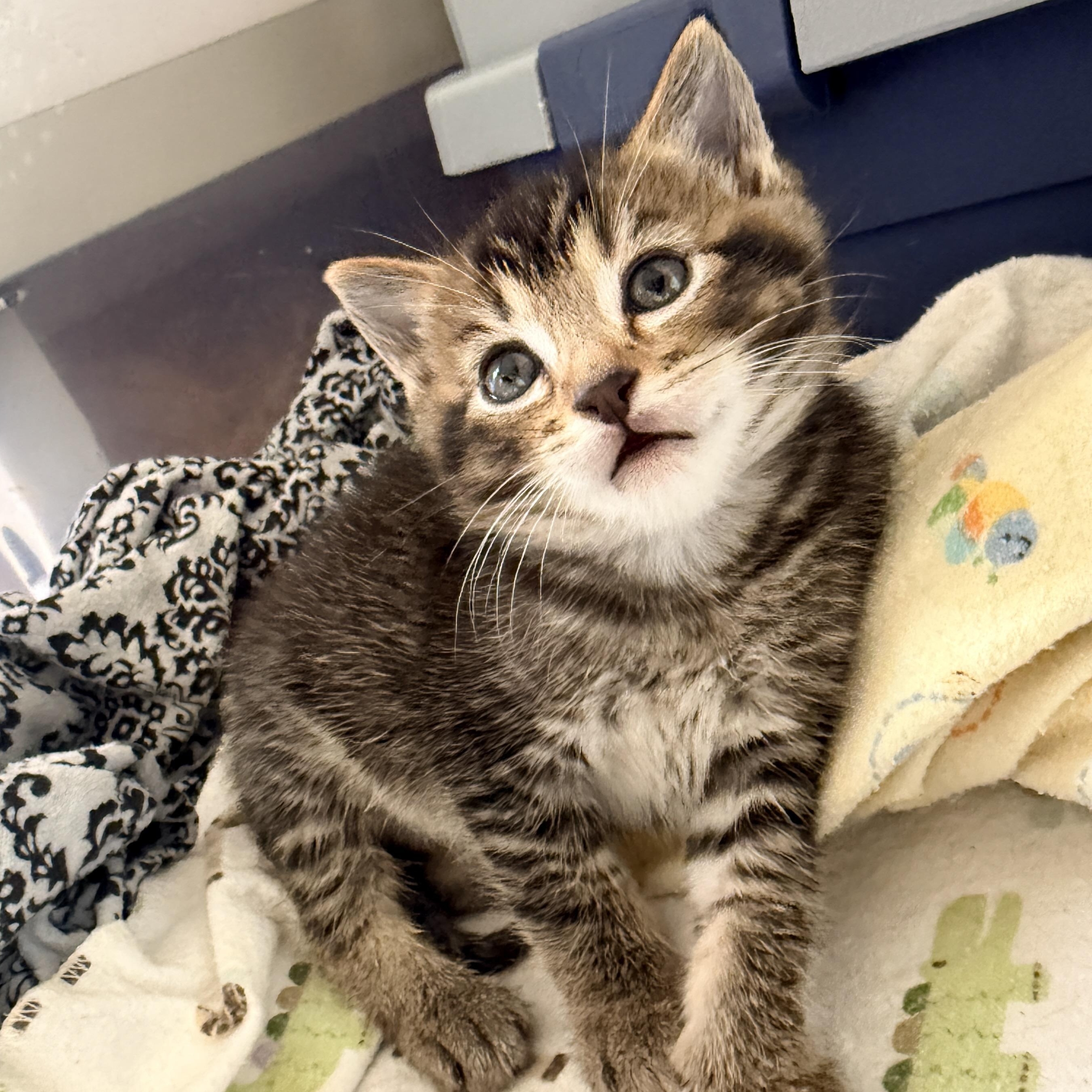 Enlarge Toby, an adopted Domestic Short Hair in Portland, OR image 2/6