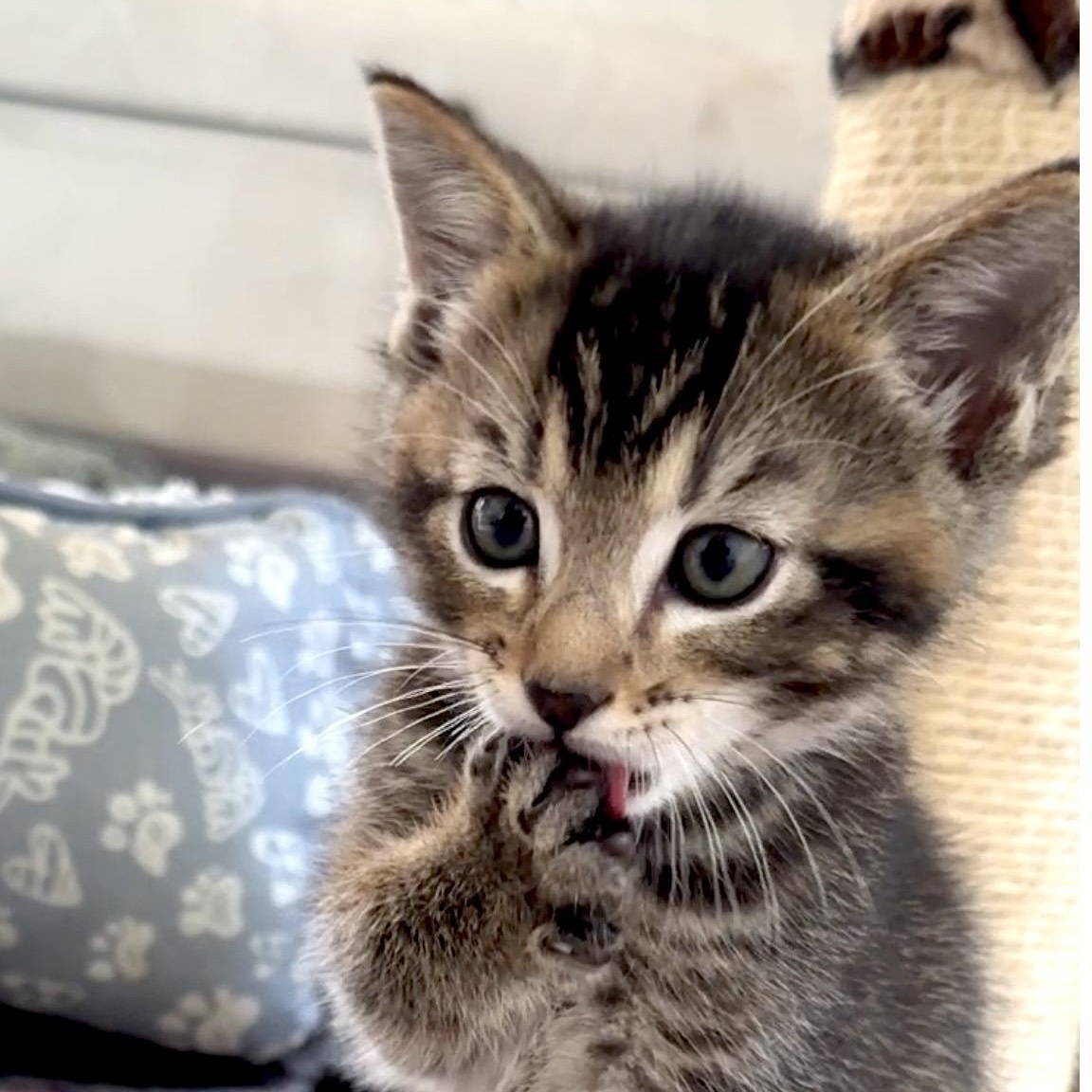 Enlarge Toby, an adopted Domestic Short Hair in Portland, OR image 6/6