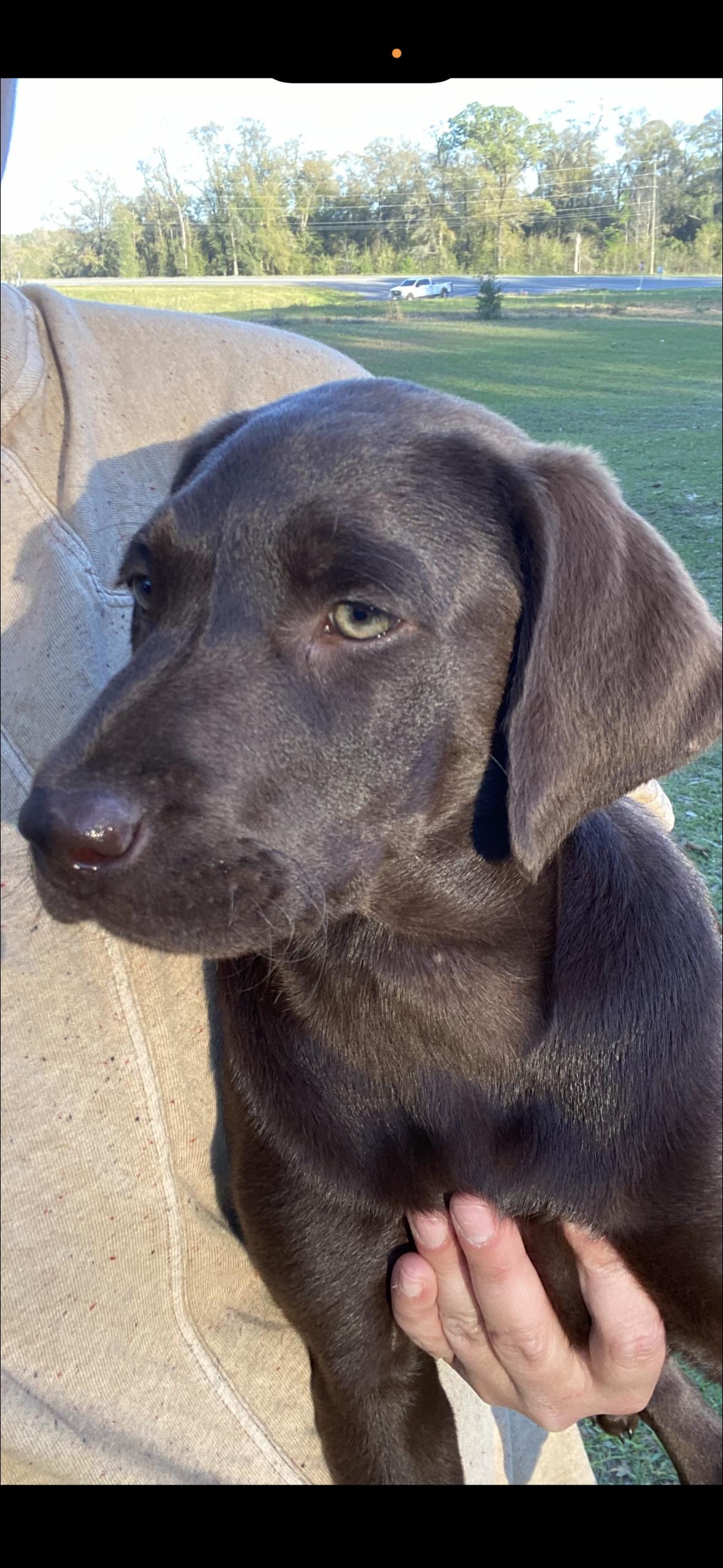 Kate, adopted, Puppy Female Labrador Retriever.