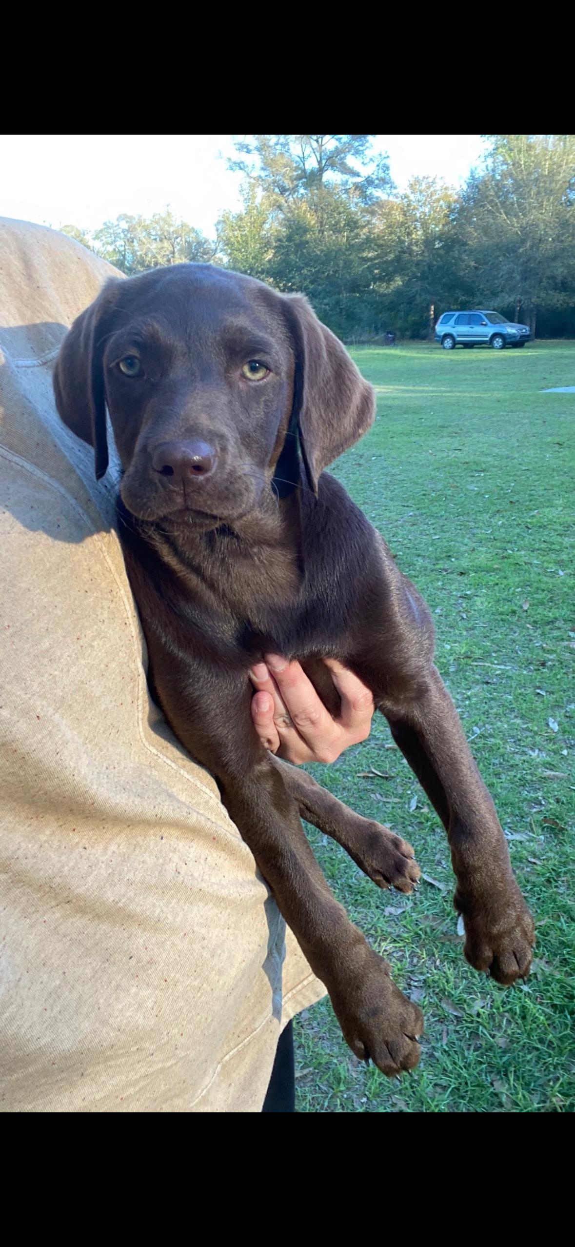 Kate, an adopted mixed breed in seaside heights, NJ image 3/3