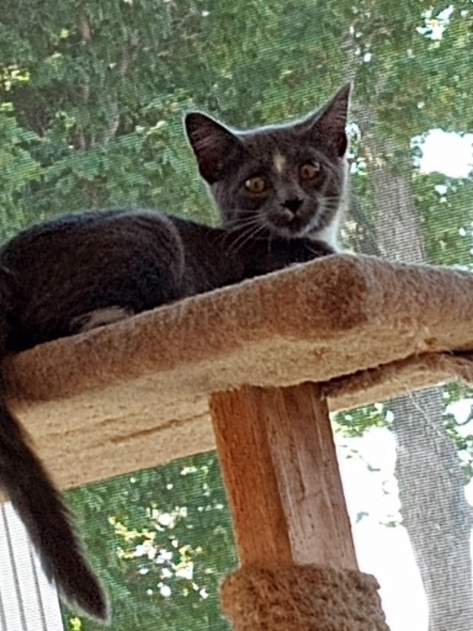 Enlarge Sherlock, a Adopted Domestic Short Hair in Cedar Rapids, IA image 1/2
