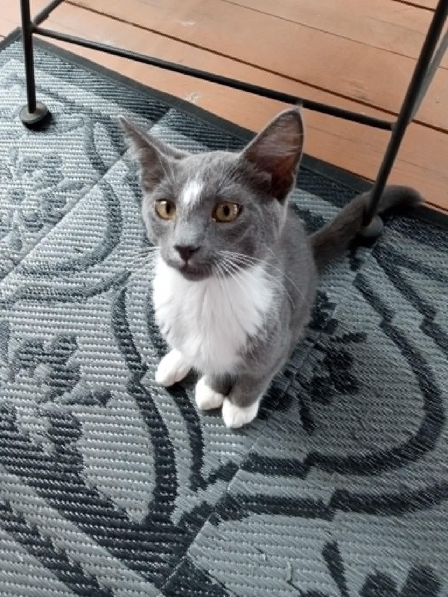 Enlarge Sherlock, a Adopted Domestic Short Hair in Cedar Rapids, IA image 2/2