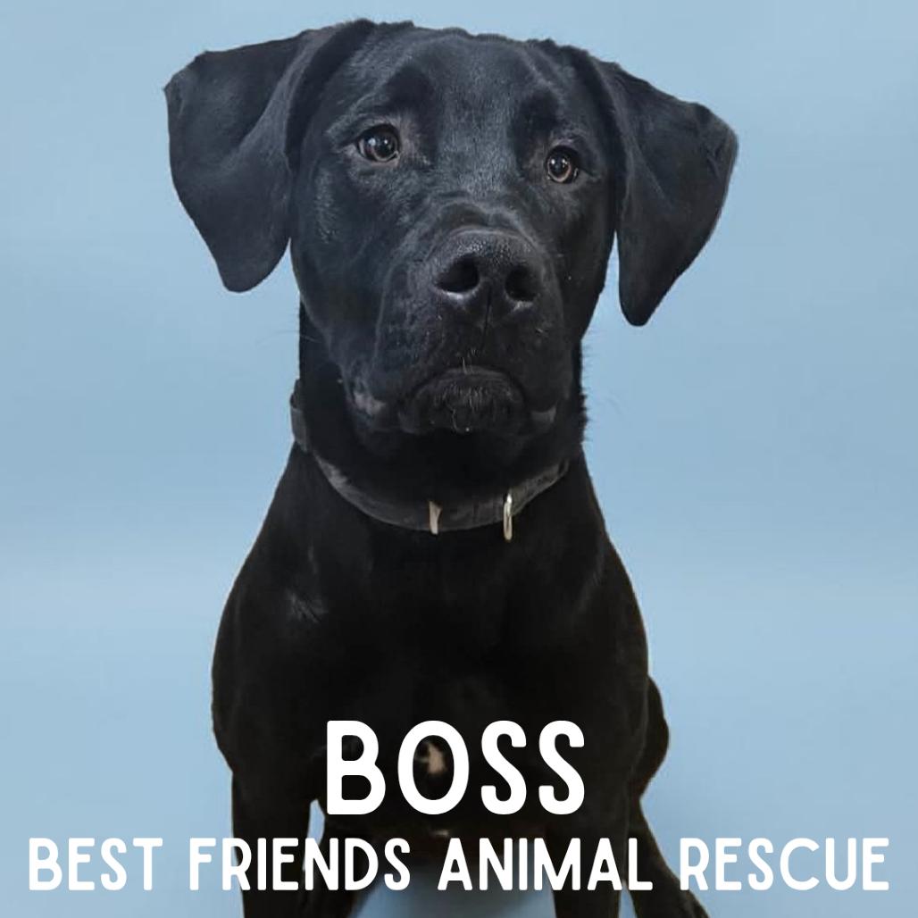Boss, Adoptable, Young Male Labrador Retriever.
