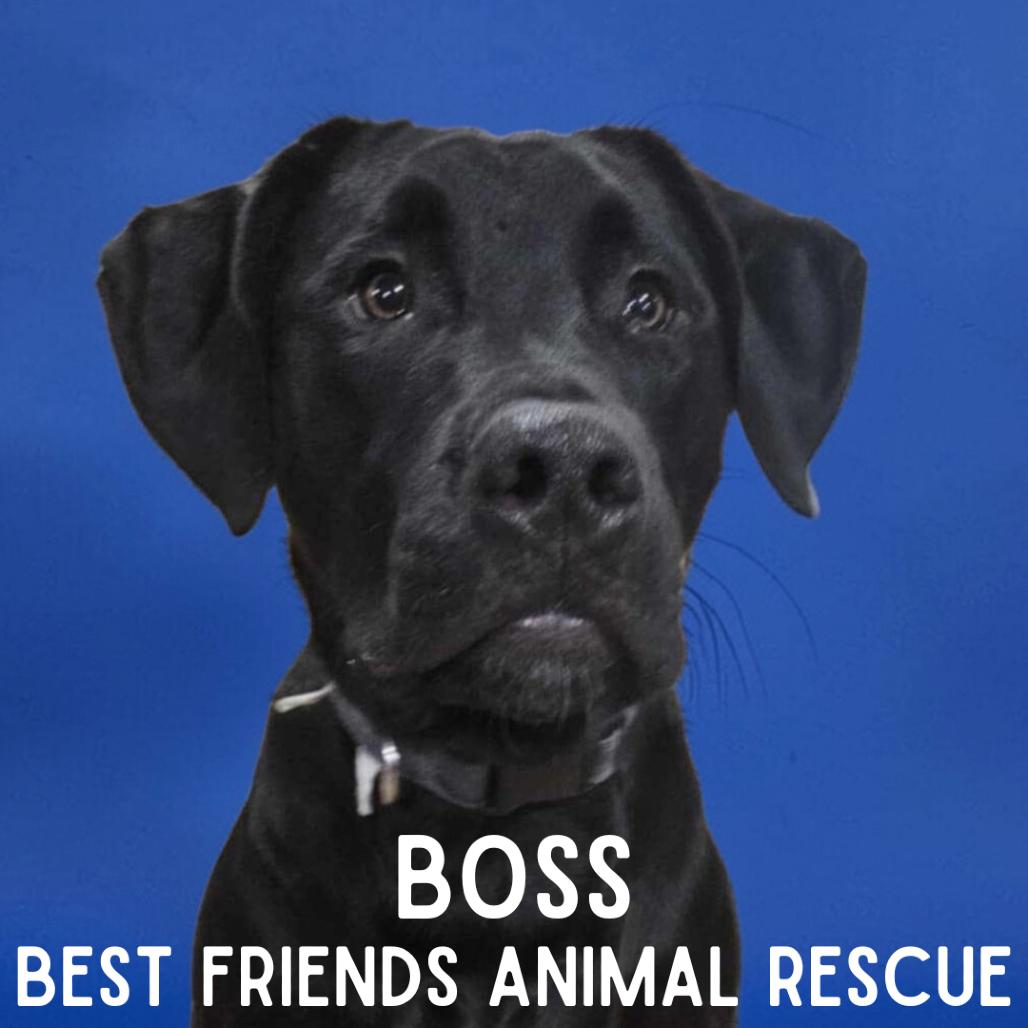 Enlarge Boss, a Adoptable Labrador Retriever in Wasilla, AK image 1/6