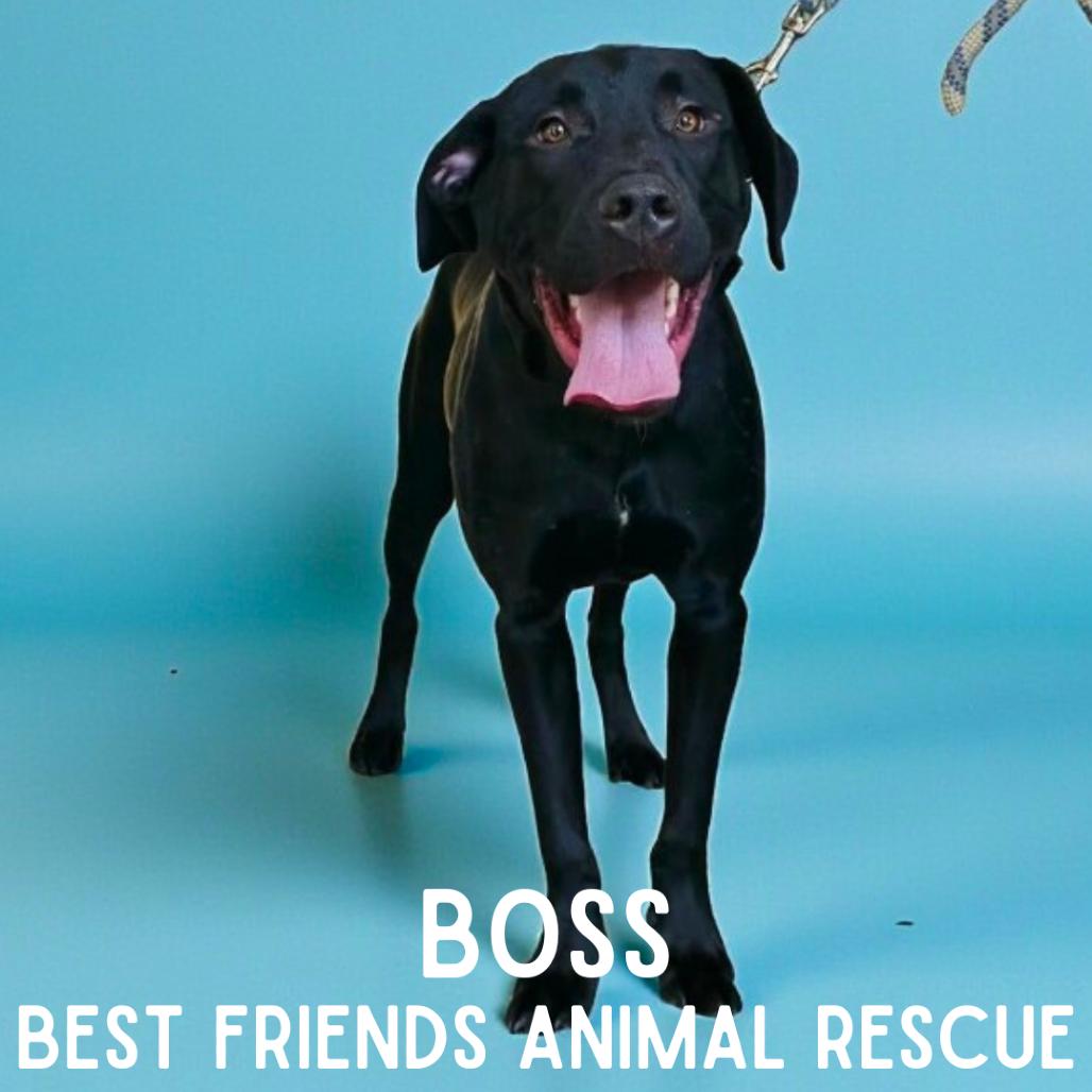 Enlarge Boss, a Adoptable Labrador Retriever in Wasilla, AK image 2/6