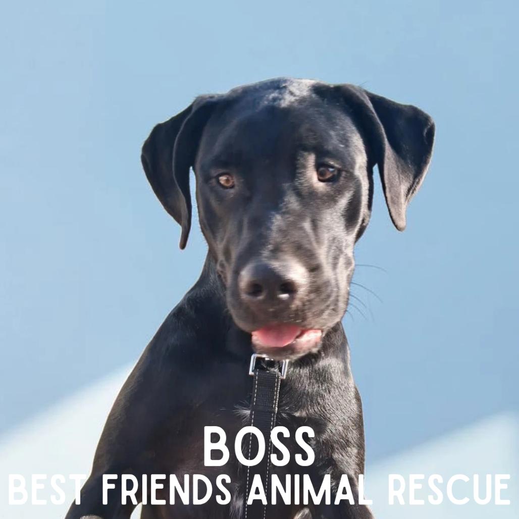 Enlarge Boss, a Adoptable Labrador Retriever in Wasilla, AK image 3/6