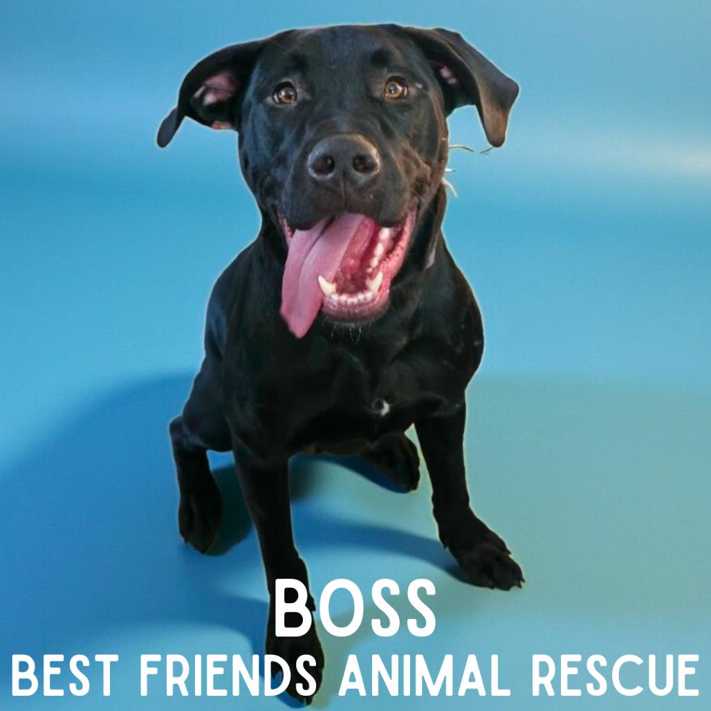 Enlarge Boss, a Adoptable Labrador Retriever in Wasilla, AK image 3/6