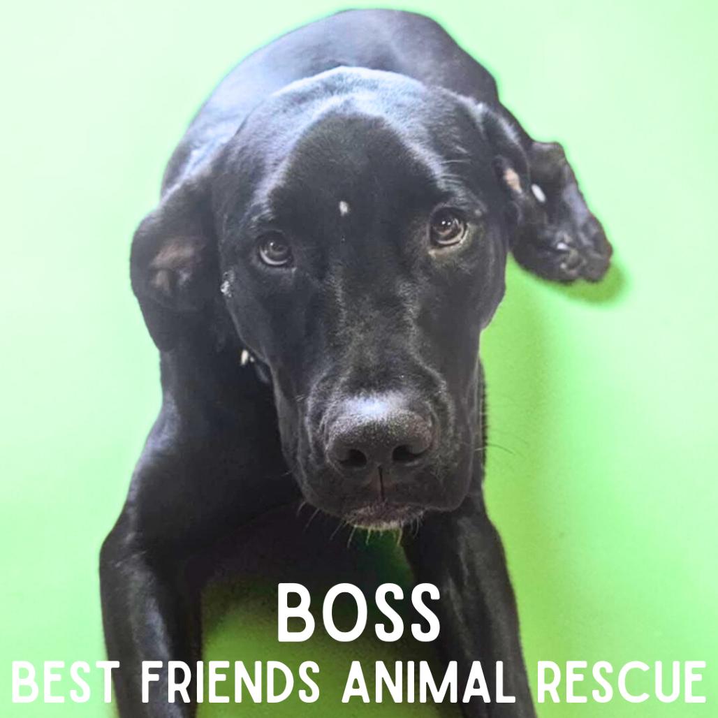 Enlarge Boss, a Adoptable Labrador Retriever in Wasilla, AK image 4/6