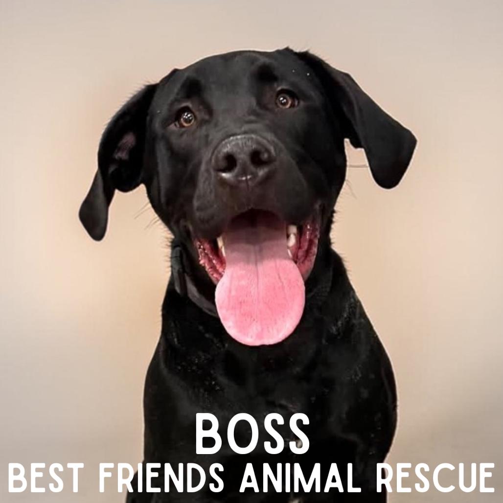 Enlarge Boss, a Adoptable Labrador Retriever in Wasilla, AK image 5/6