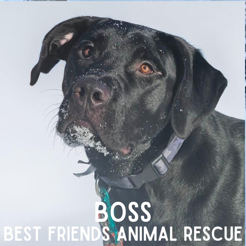 Enlarge Boss, a Adoptable Labrador Retriever in Wasilla, AK image 6/6