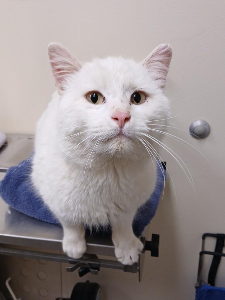 Enlarge Big Poppa, a Adopted mixed breed in Ladysmith, WI image 1/1