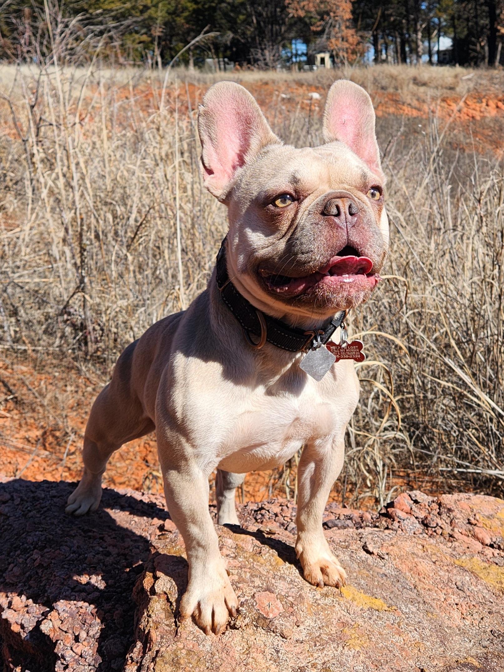 Blue, Adopted, Young Male French Bulldog.
