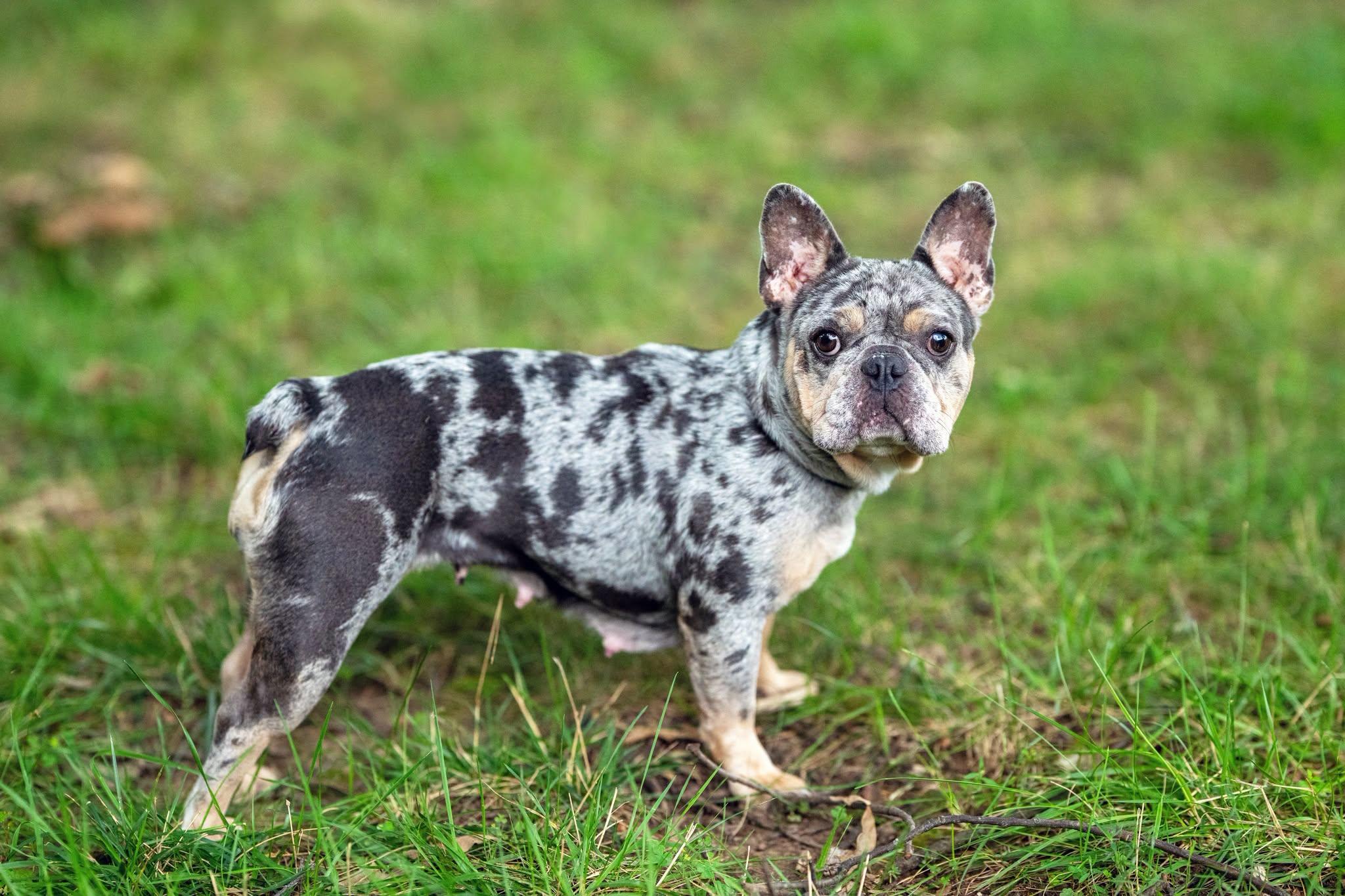 Enlarge Blazing Saddles, a Adopted mixed breed in Salisbury, MD image 2/2