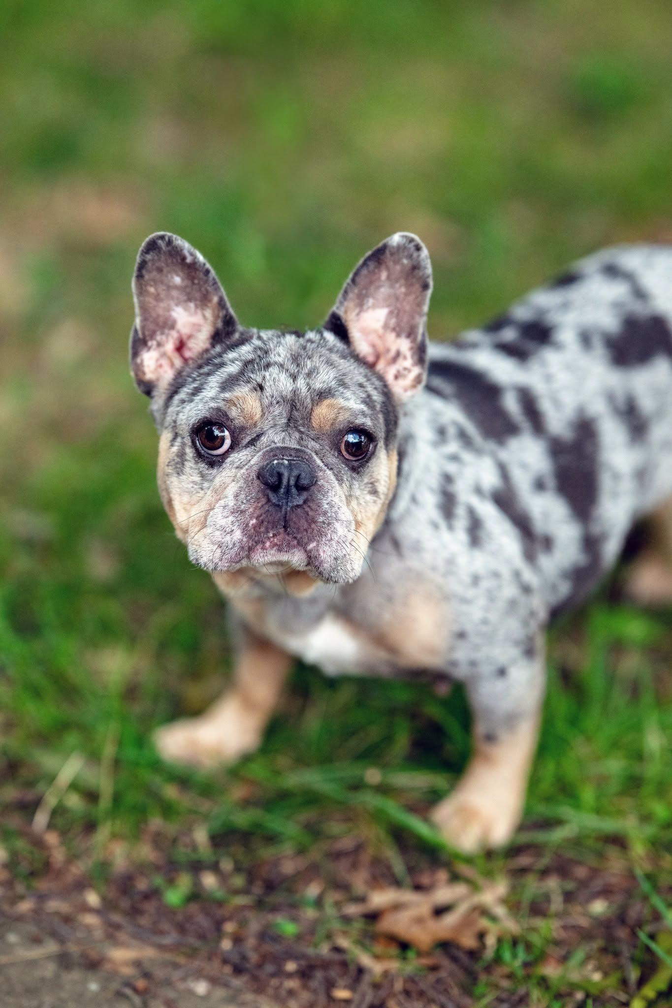 Blazing Saddles, Adopted, Adult Female French Bulldog.