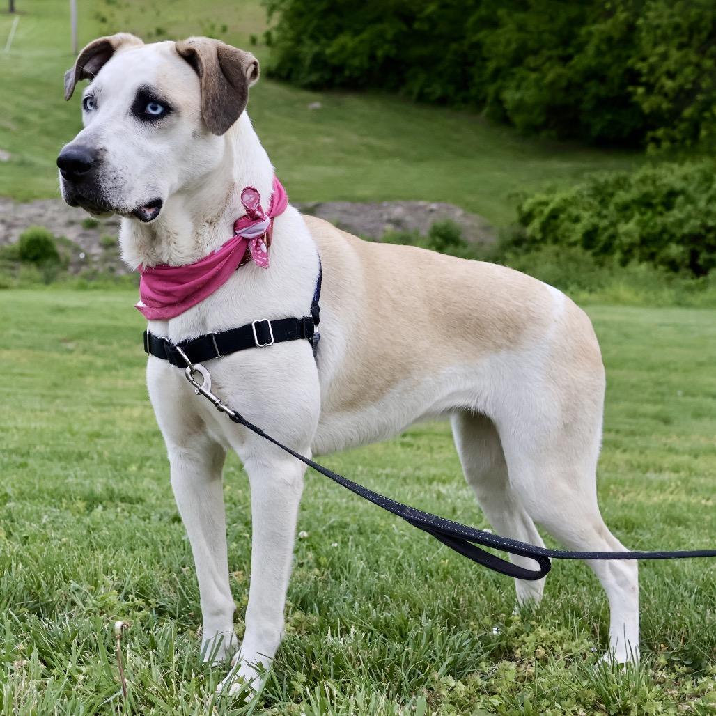 Enlarge Hex P4P, a Adoptable mixed breed in St Joseph, MO image 2/6
