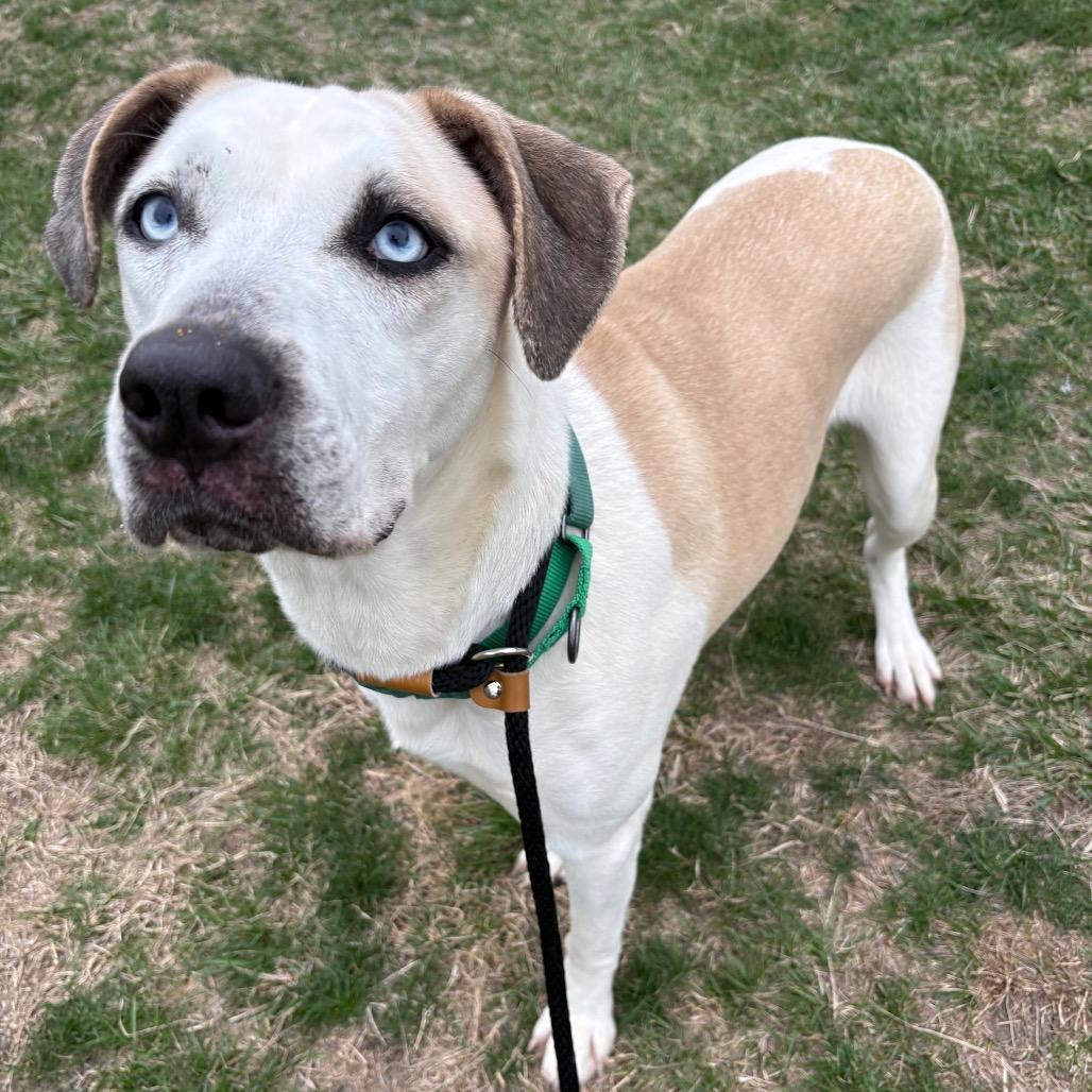 Enlarge Hex P4P, a Adoptable mixed breed in St Joseph, MO image 3/6