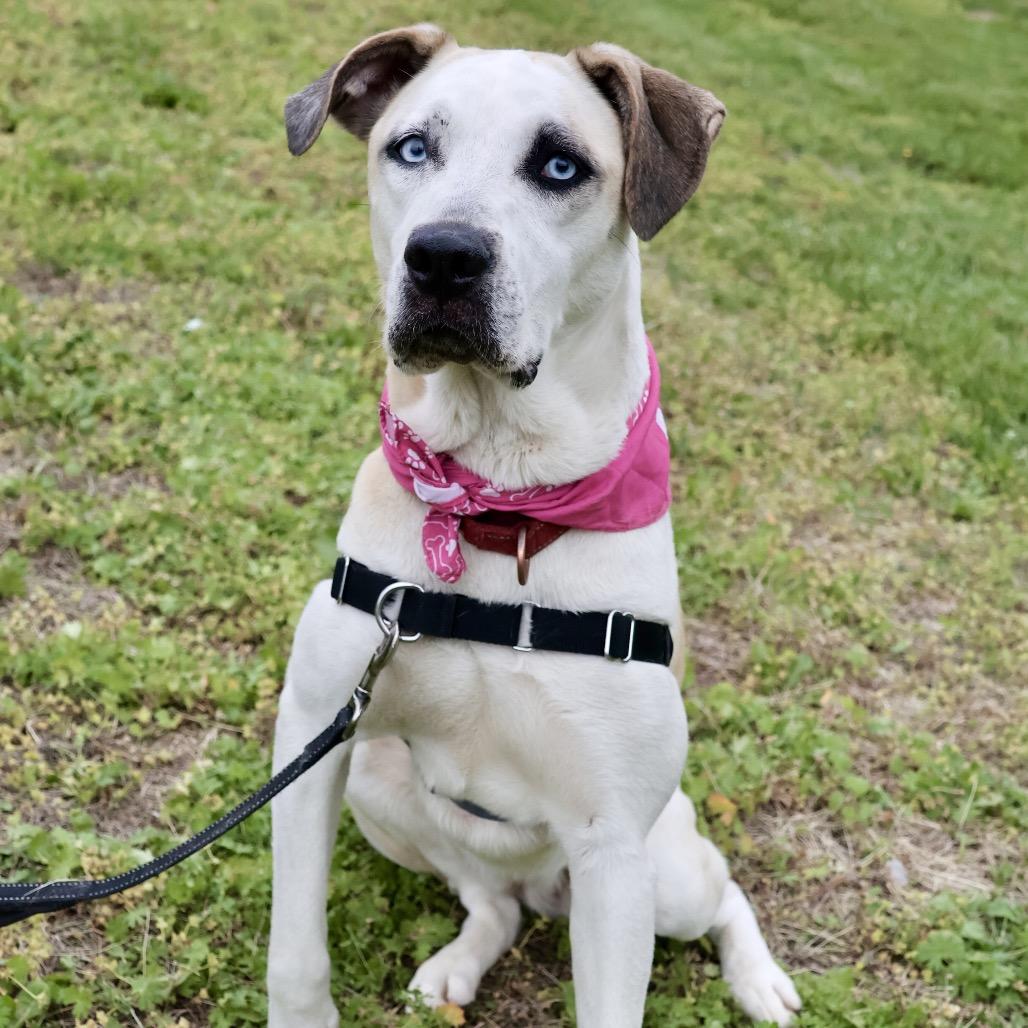 Enlarge Hex P4P, a Adoptable mixed breed in St Joseph, MO image 4/6