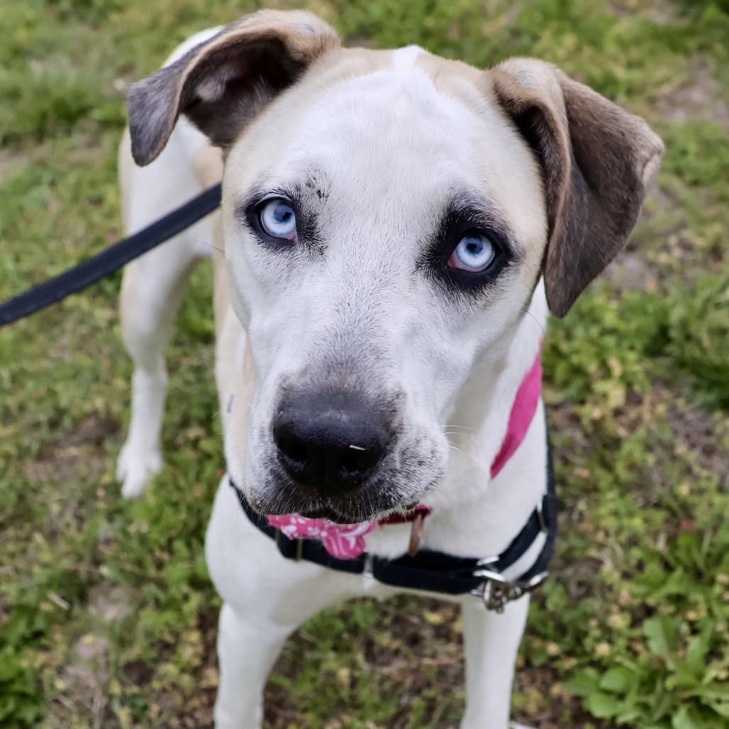 Enlarge Hex P4P, a Adoptable mixed breed in St Joseph, MO image 5/6