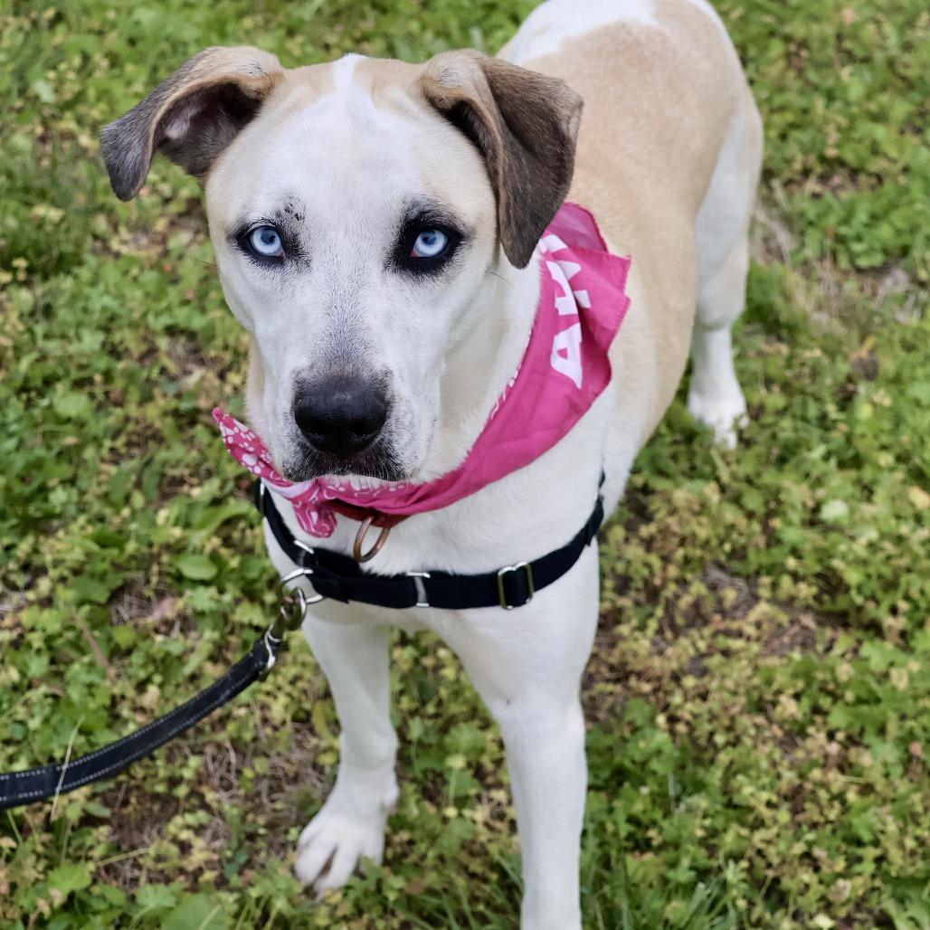 Enlarge Hex P4P, a Adoptable mixed breed in St Joseph, MO image 6/6