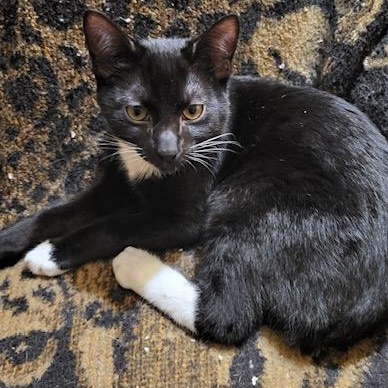 Boots, an adoptable Domestic Short Hair in Estacada, OR, 97023 | Photo Image 1