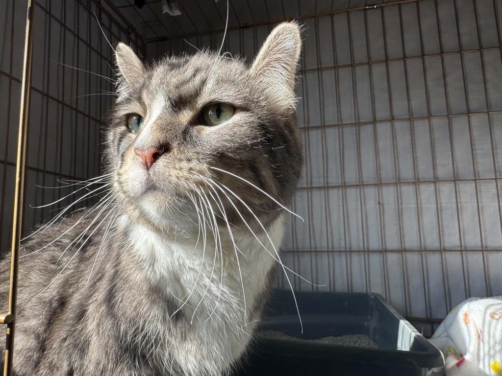Enlarge Boo, a Adoptable mixed breed in Ogden, UT image 1/6