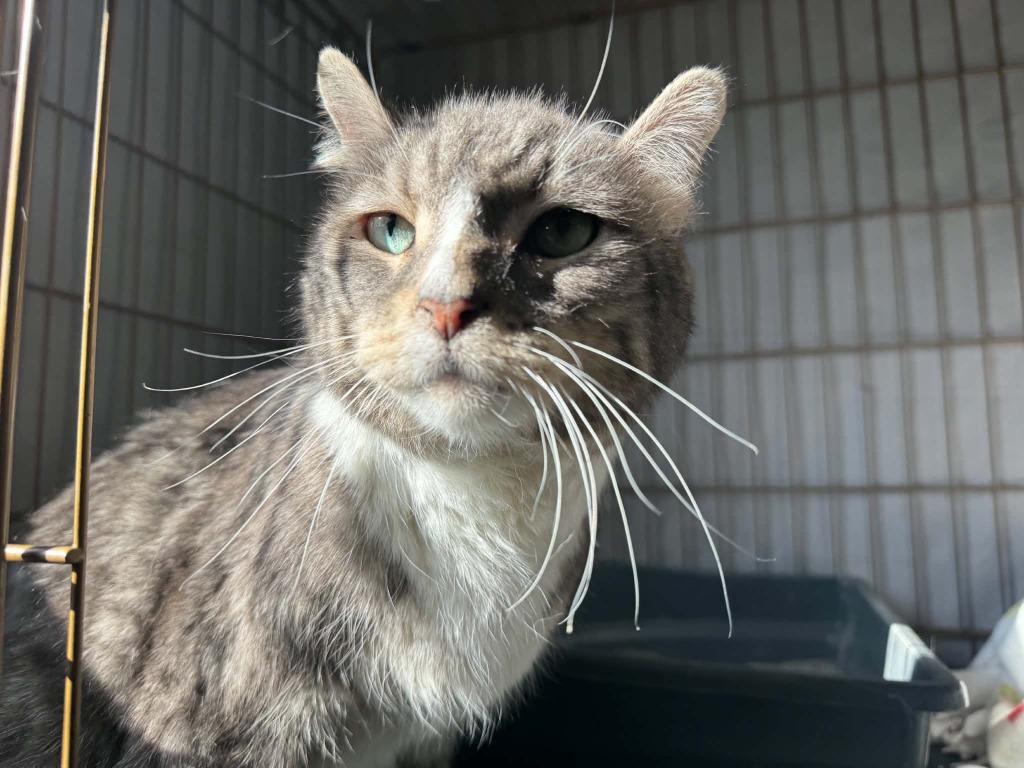 Enlarge Boo, a Adoptable mixed breed in Ogden, UT image 2/6