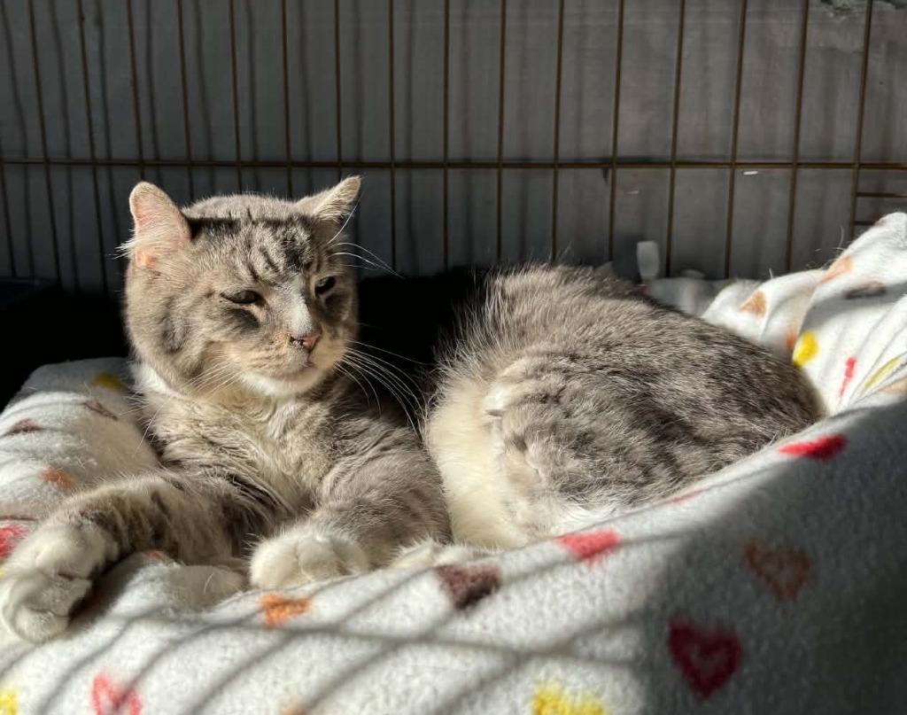 Enlarge Boo, a Adoptable mixed breed in Ogden, UT image 3/6
