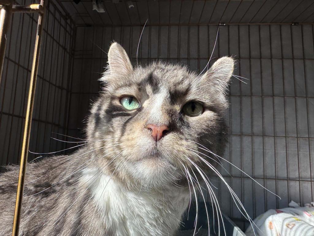 Enlarge Boo, a Adoptable mixed breed in Ogden, UT image 4/6