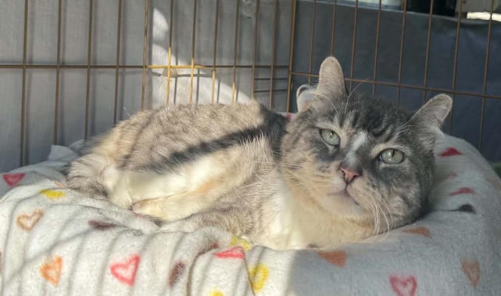 Enlarge Boo, a Adoptable mixed breed in Ogden, UT image 6/6