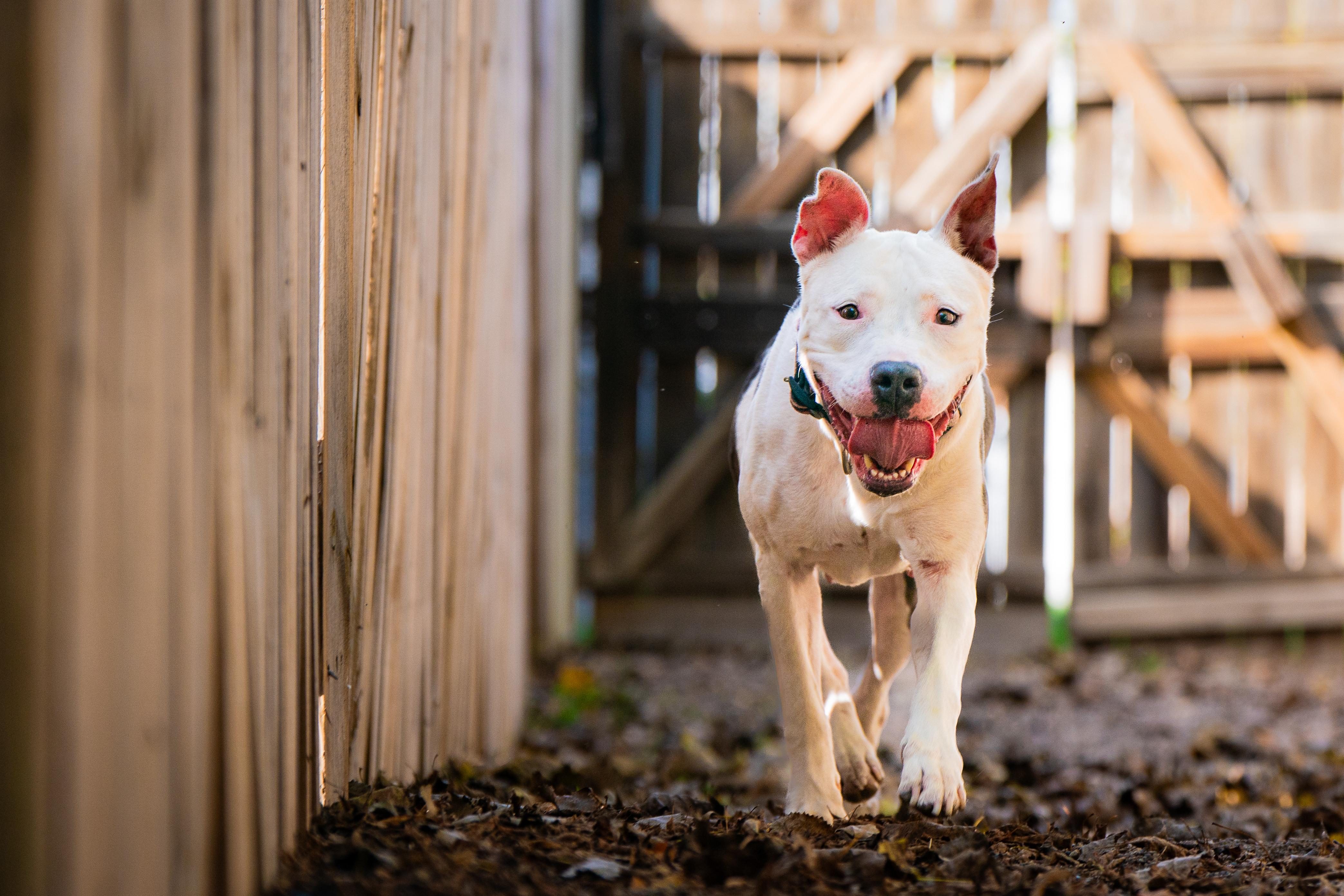 Pebbles, Adoptable, Adult Female American Bully.