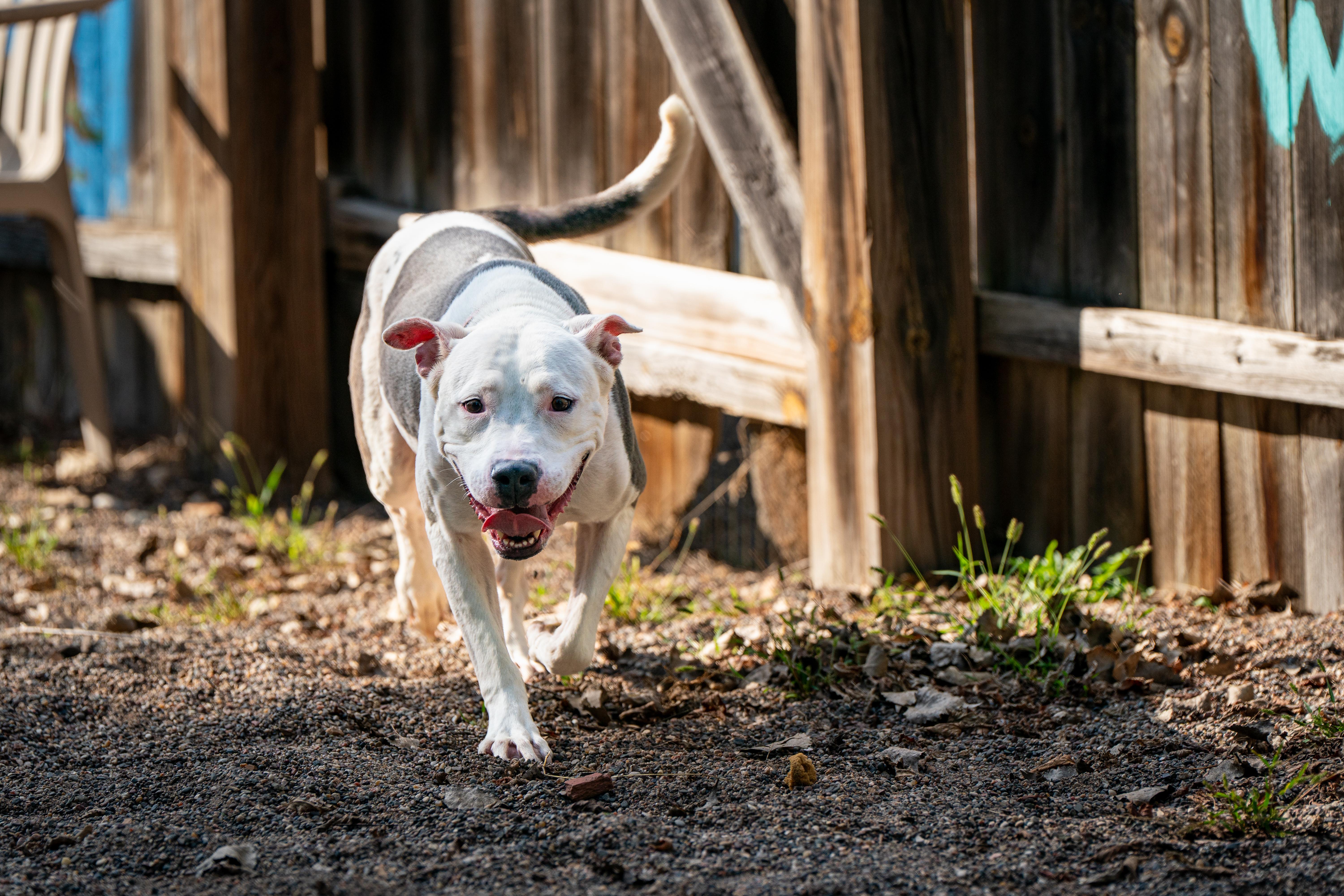 Pebbles, a Adoptable American Bully in Red Wing, MN image 3/4