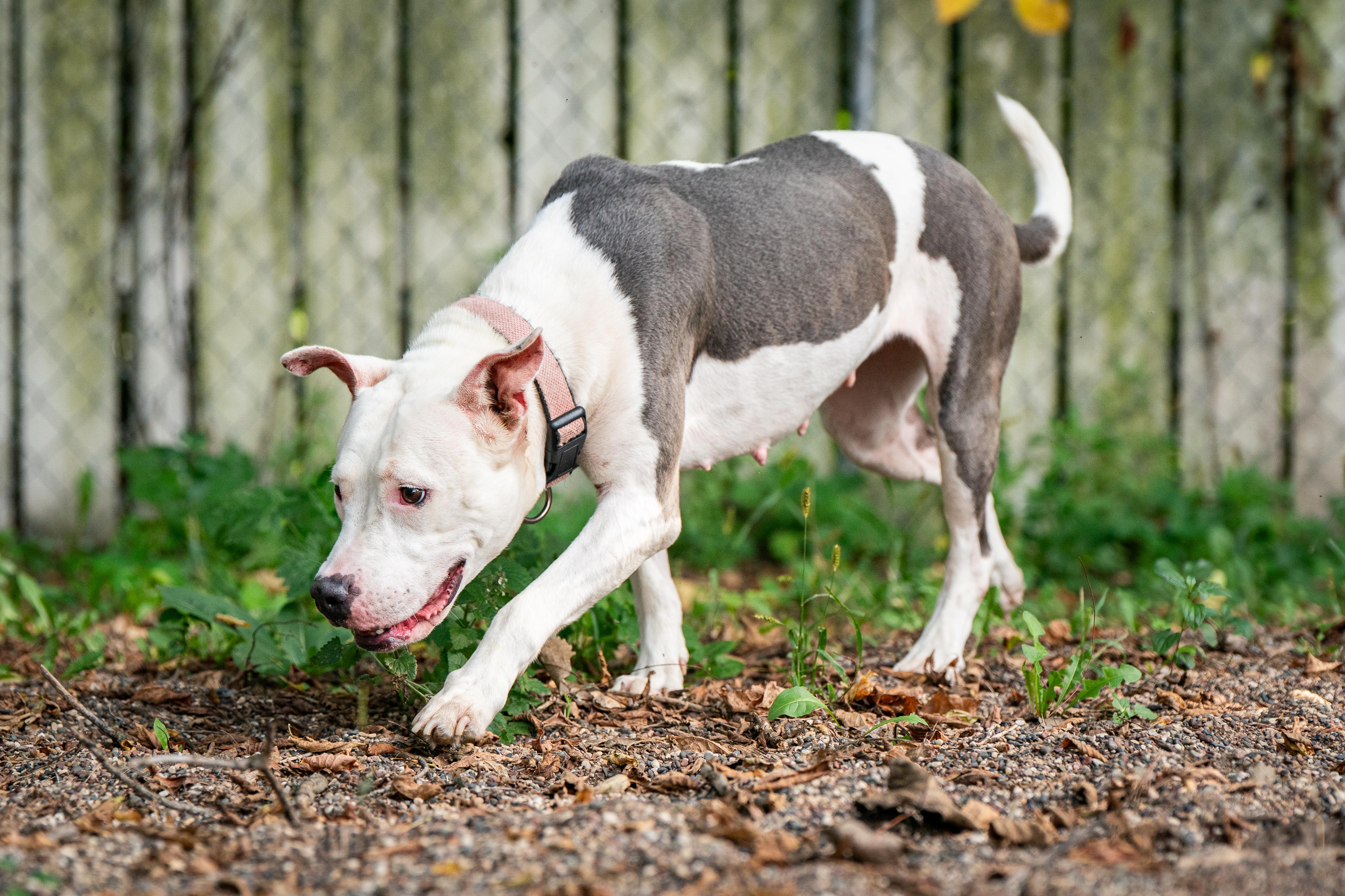 Pebbles, a Adoptable American Bully in Red Wing, MN image 2/4