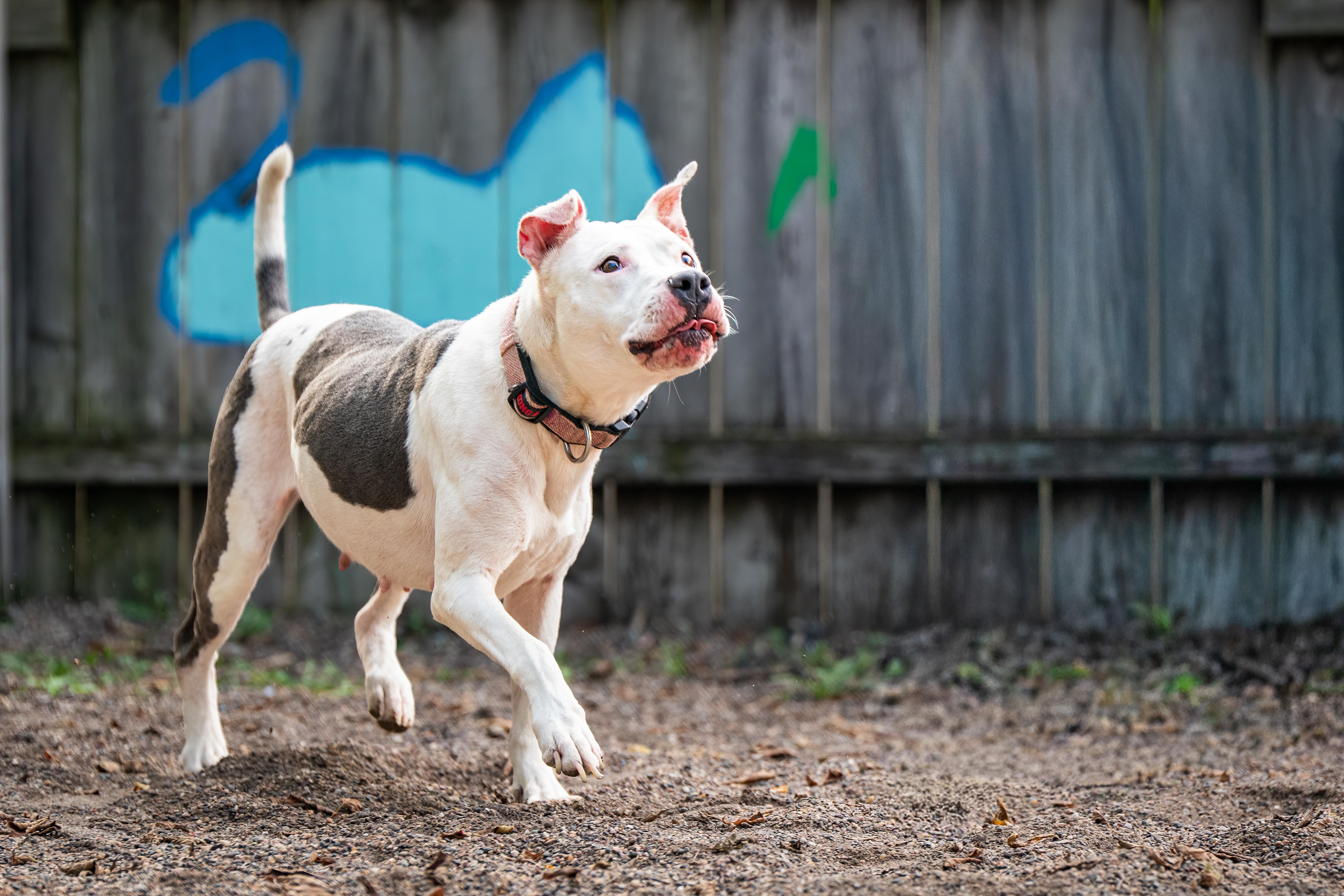 Pebbles, a Adoptable American Bully in Red Wing, MN image 4/4