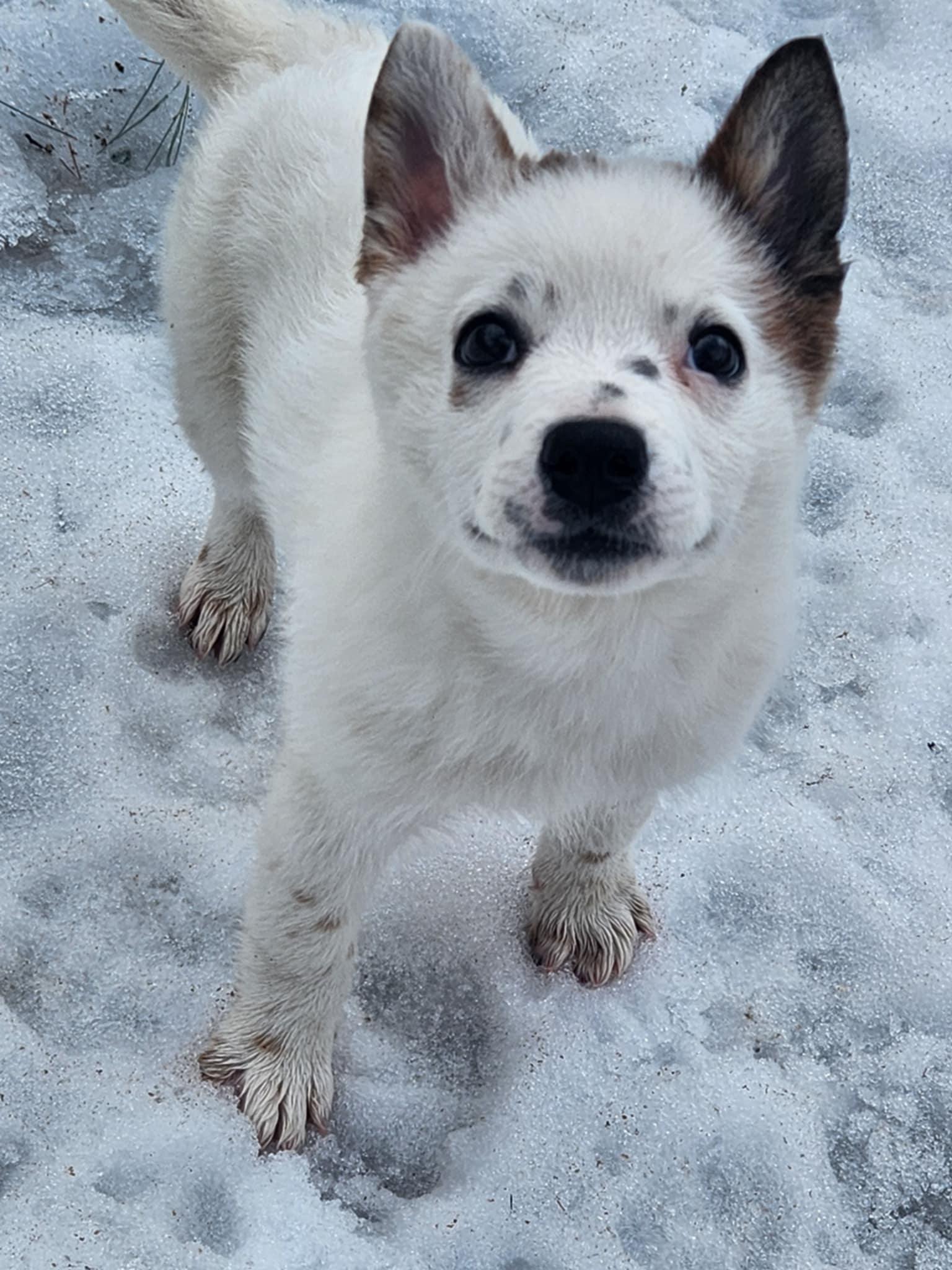 Eli**Not currently adoptable but in need of medical foster**, Baby Male Pomeranian