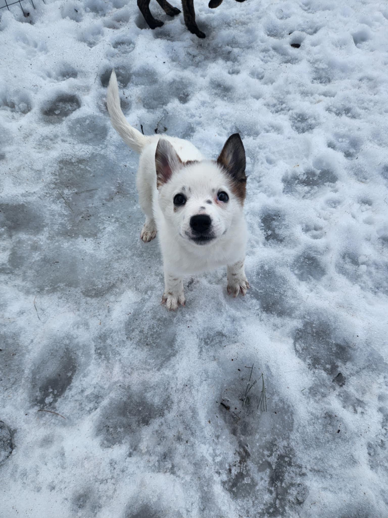 Eli**Not currently adoptable but in need of medical foster**, a Adoptable mixed breed in Wurtsboro, NY image 2/3