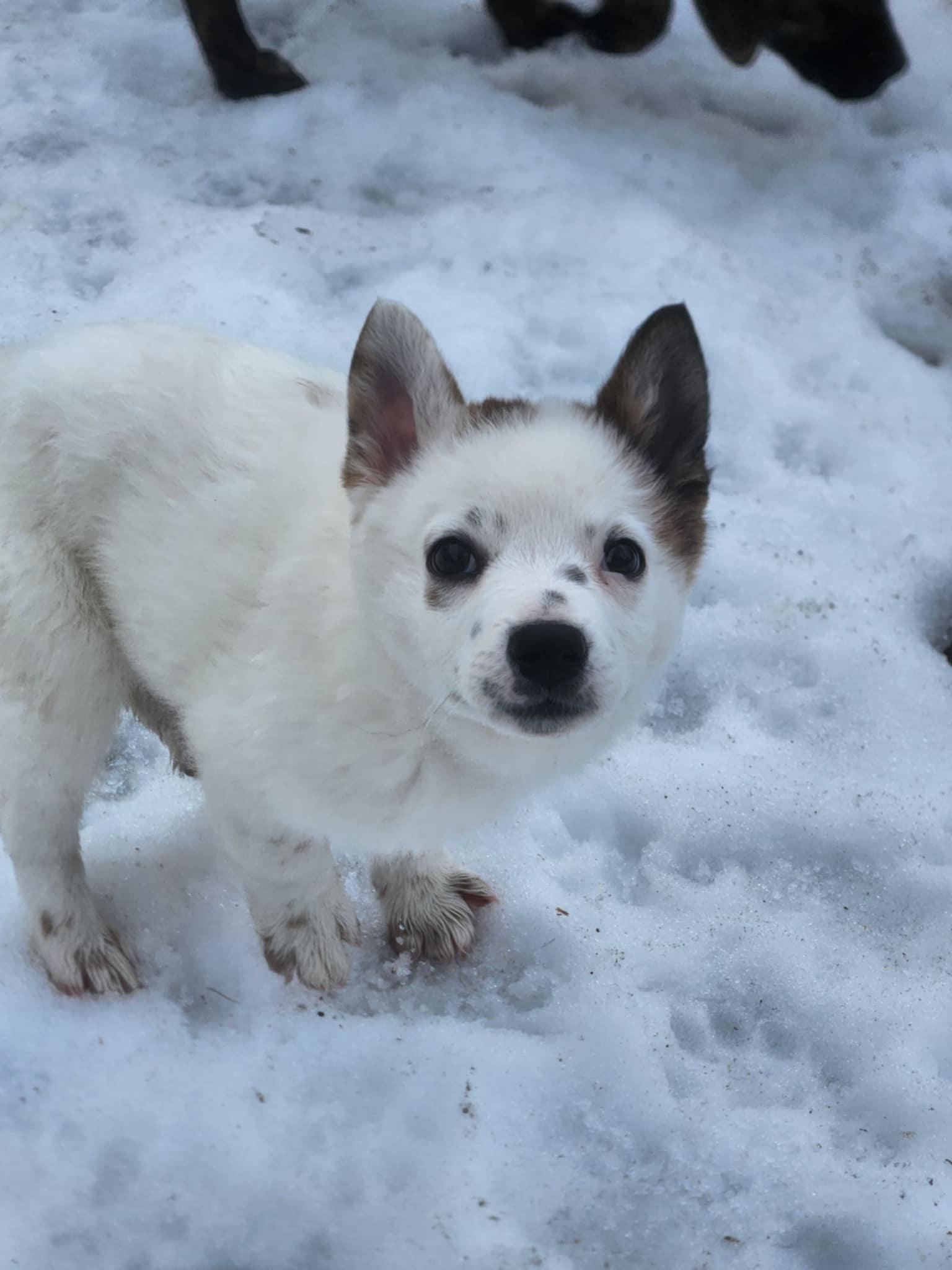 Eli**Not currently adoptable but in need of medical foster**, a Adoptable mixed breed in Wurtsboro, NY image 3/3
