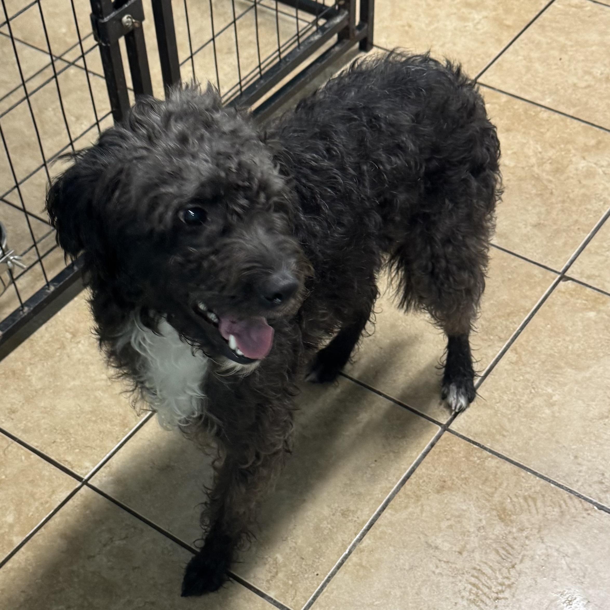 Buddy, a Adoptable mixed breed in Overland Park, KS image 3/6