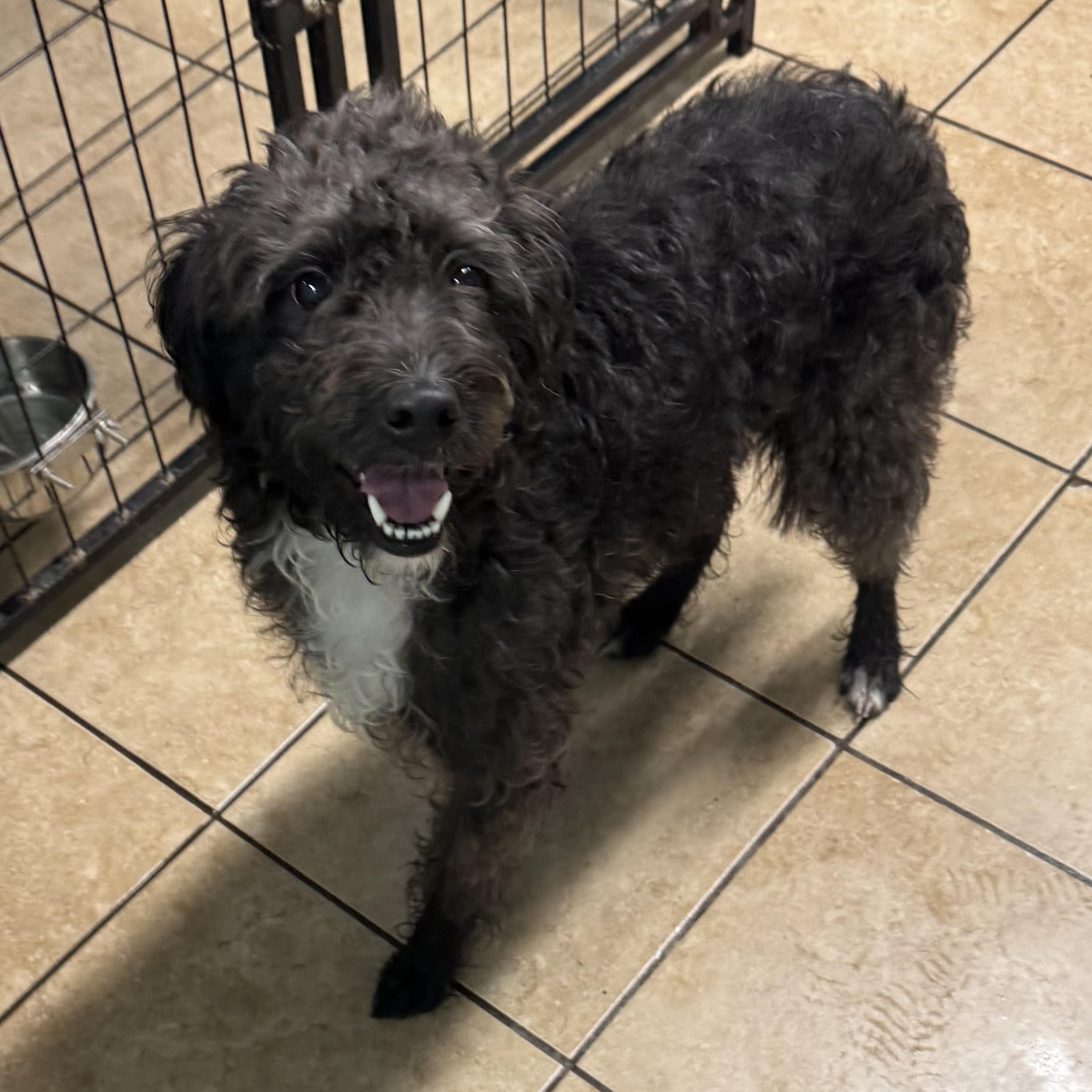 Buddy, Adoptable, Young Male Poodle.