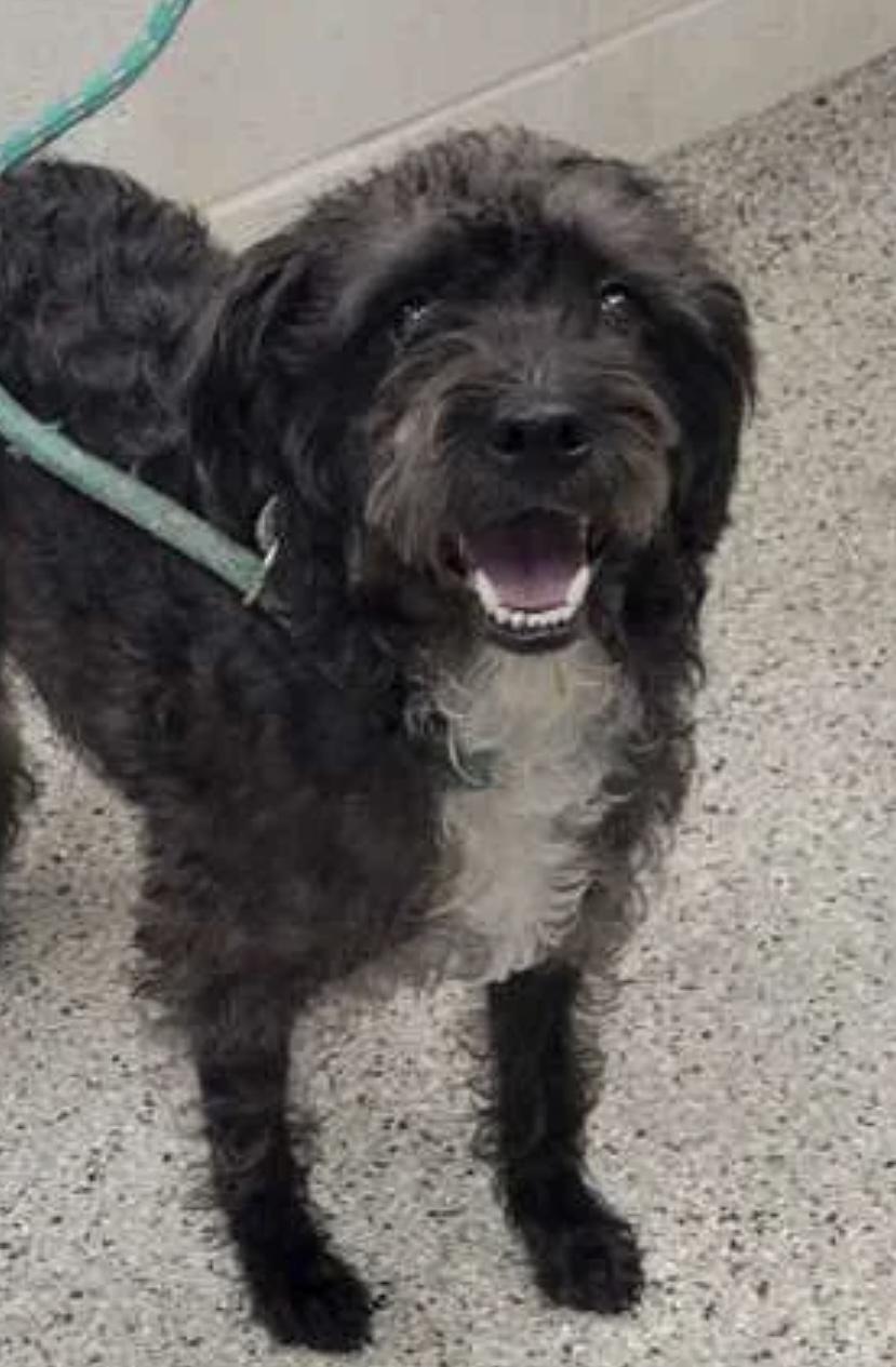 Buddy, a Adoptable mixed breed in Overland Park, KS image 2/6