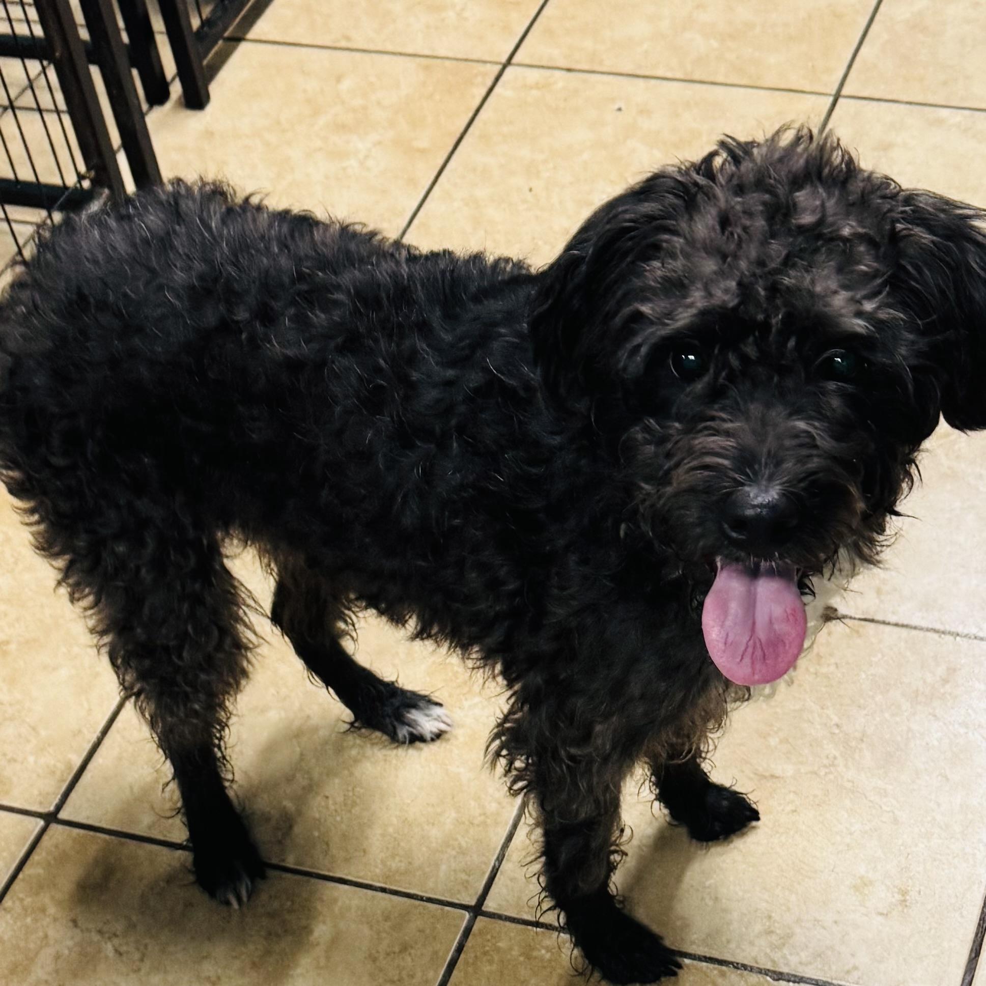 Buddy, a Adoptable mixed breed in Overland Park, KS image 4/6