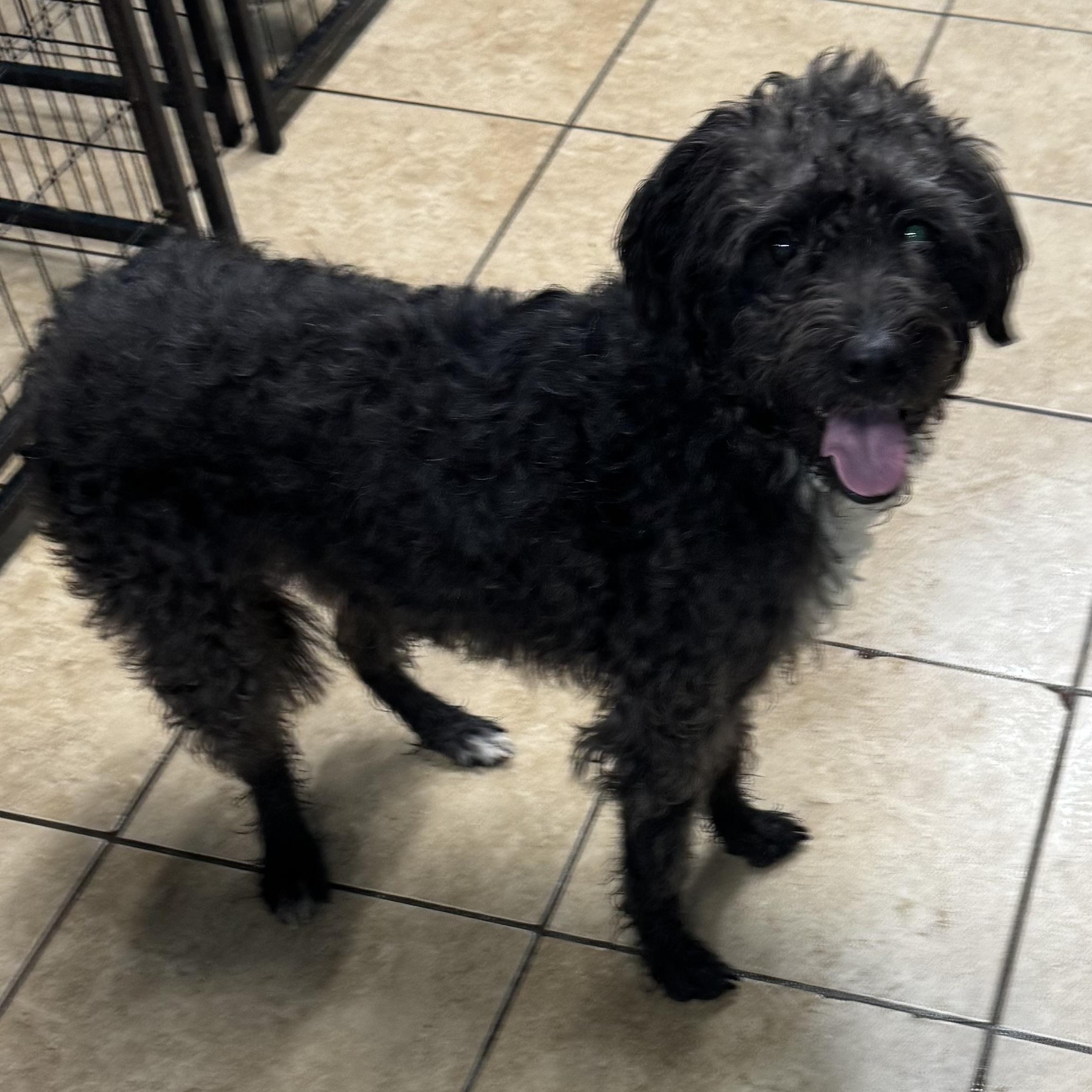 Buddy, a Adoptable mixed breed in Overland Park, KS image 5/6