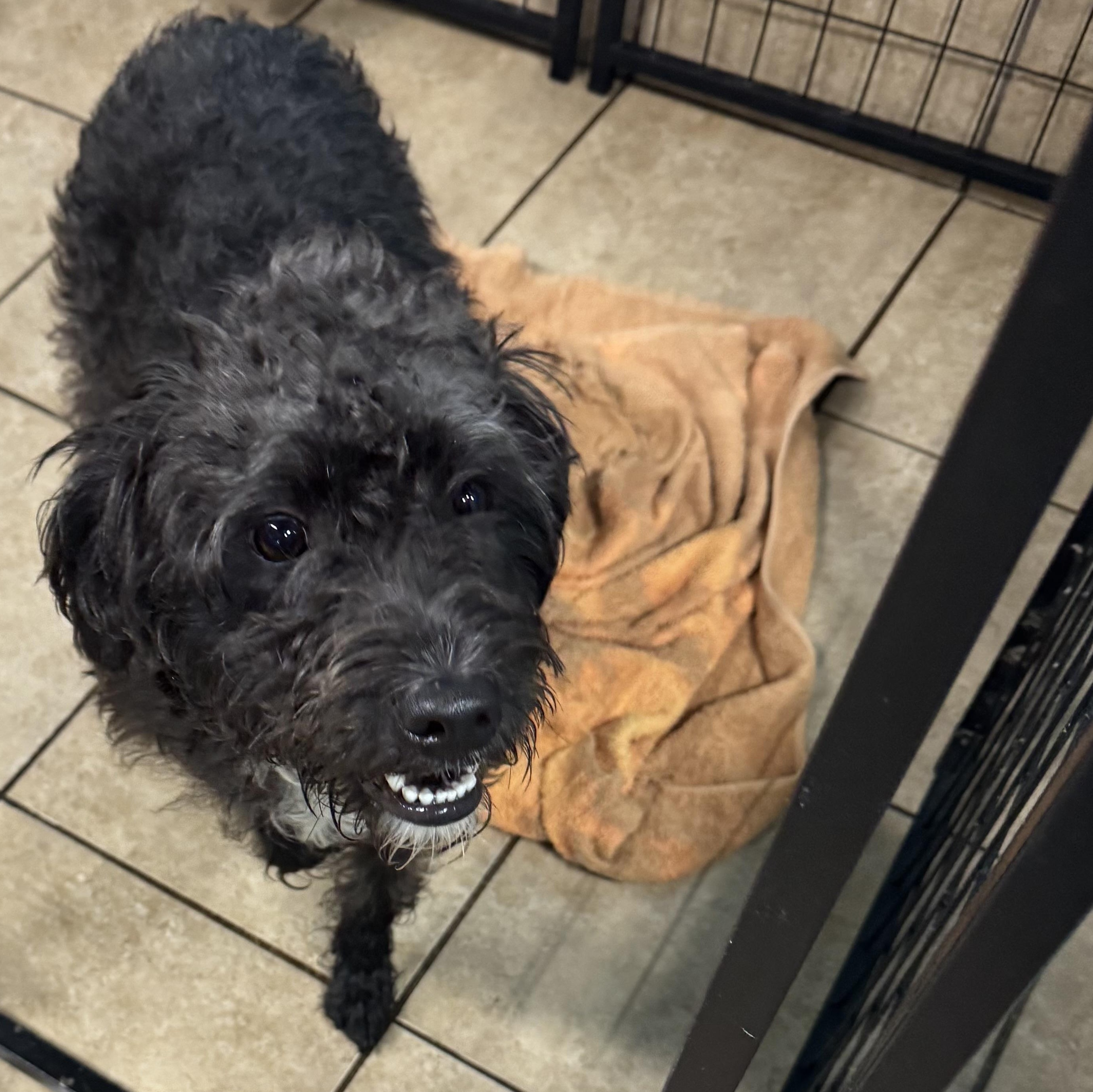 Buddy, a Adoptable mixed breed in Overland Park, KS image 6/6