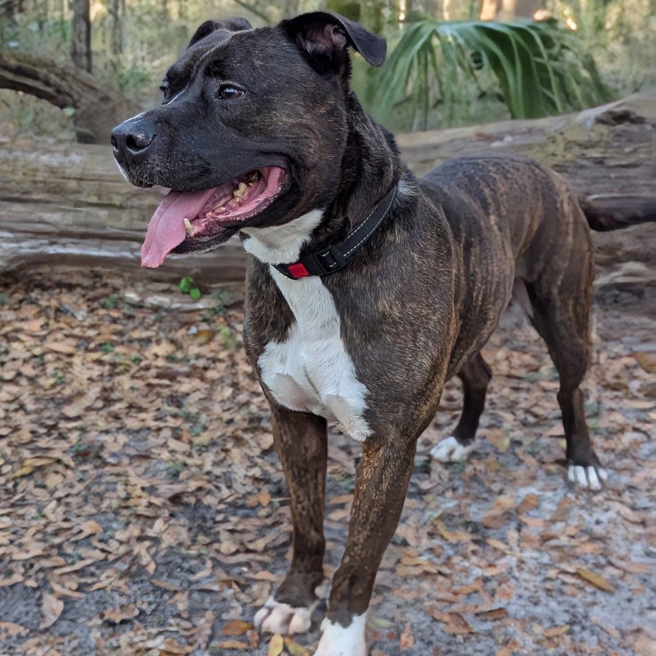 Enlarge Atie, a ADOPTABLE mixed breed in Inverness, FL image 4/4